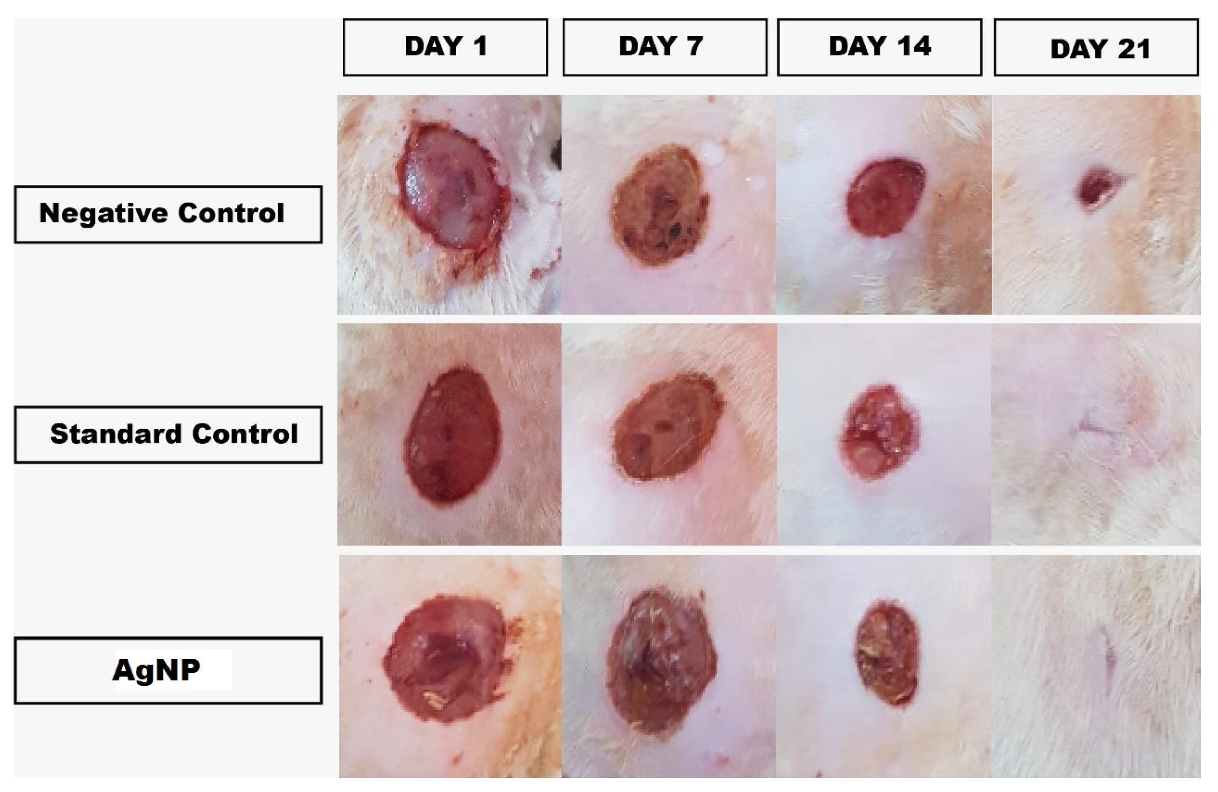 Pharmaceutics 13 01754 g011 550