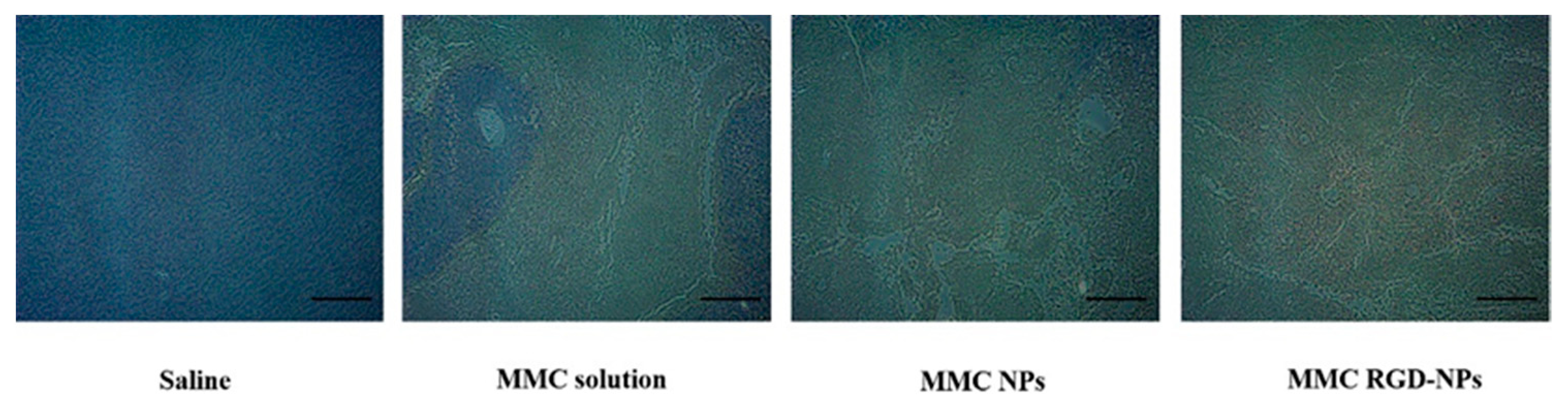 Pharmaceutics 13 01776 g013