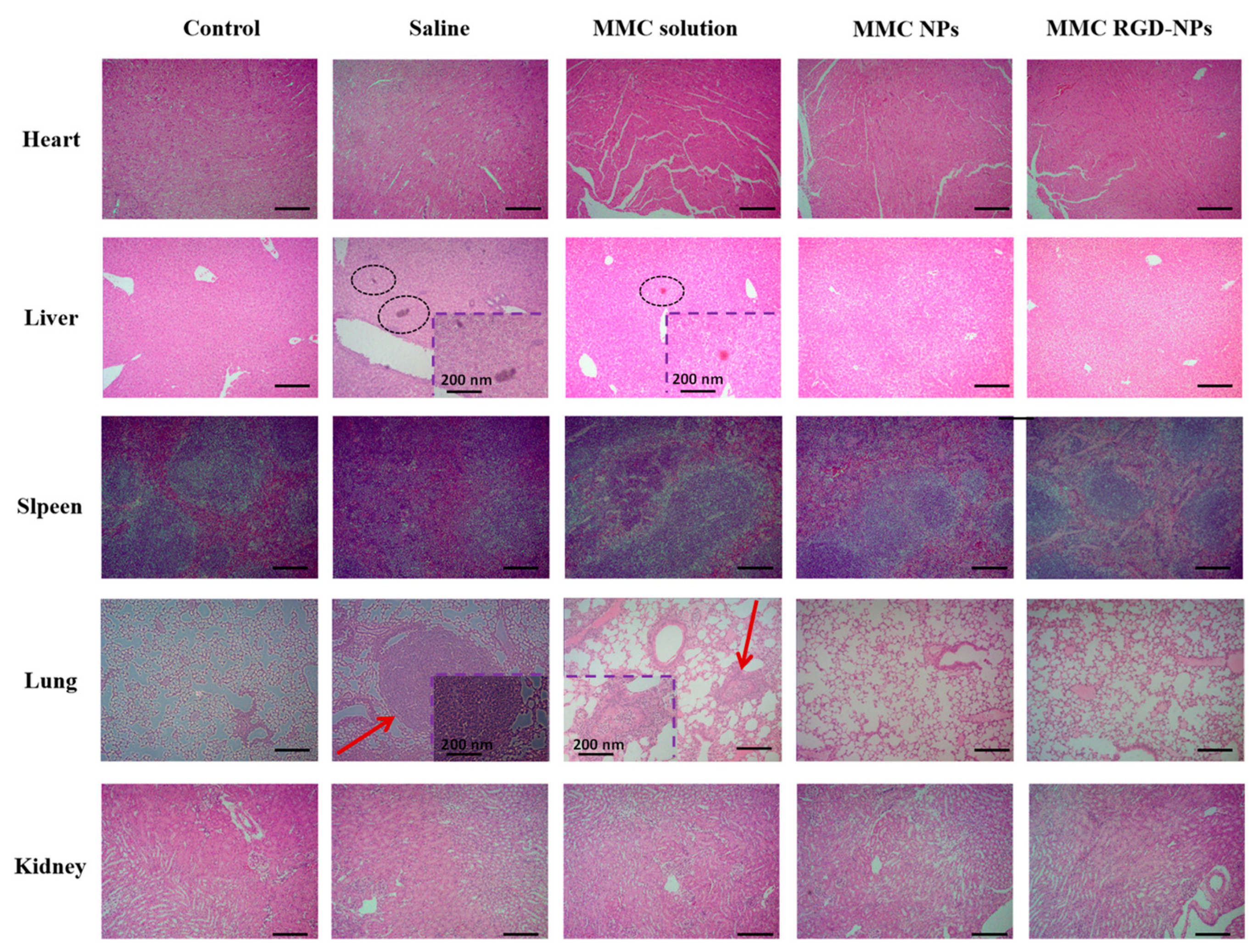 Pharmaceutics 13 01776 g014