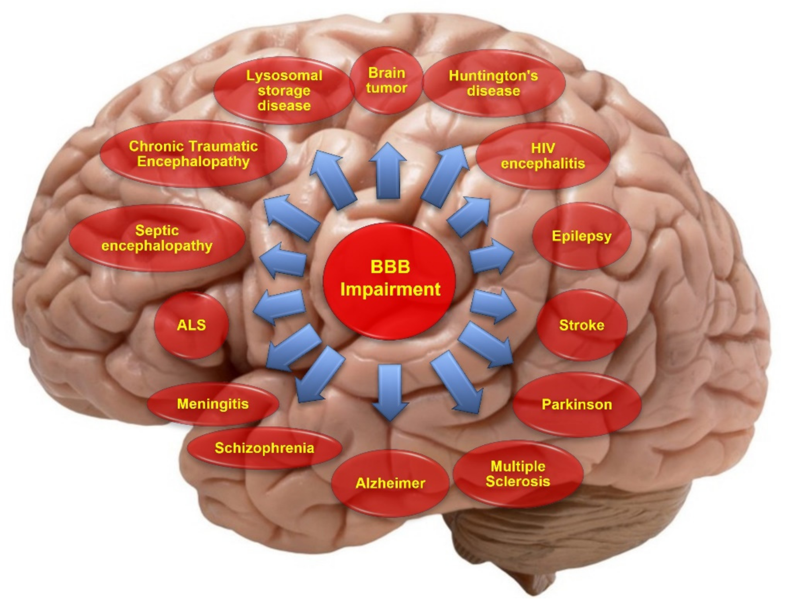 Frontiers  Lysosomal Diseases and Neuropsychiatry: Opportunities