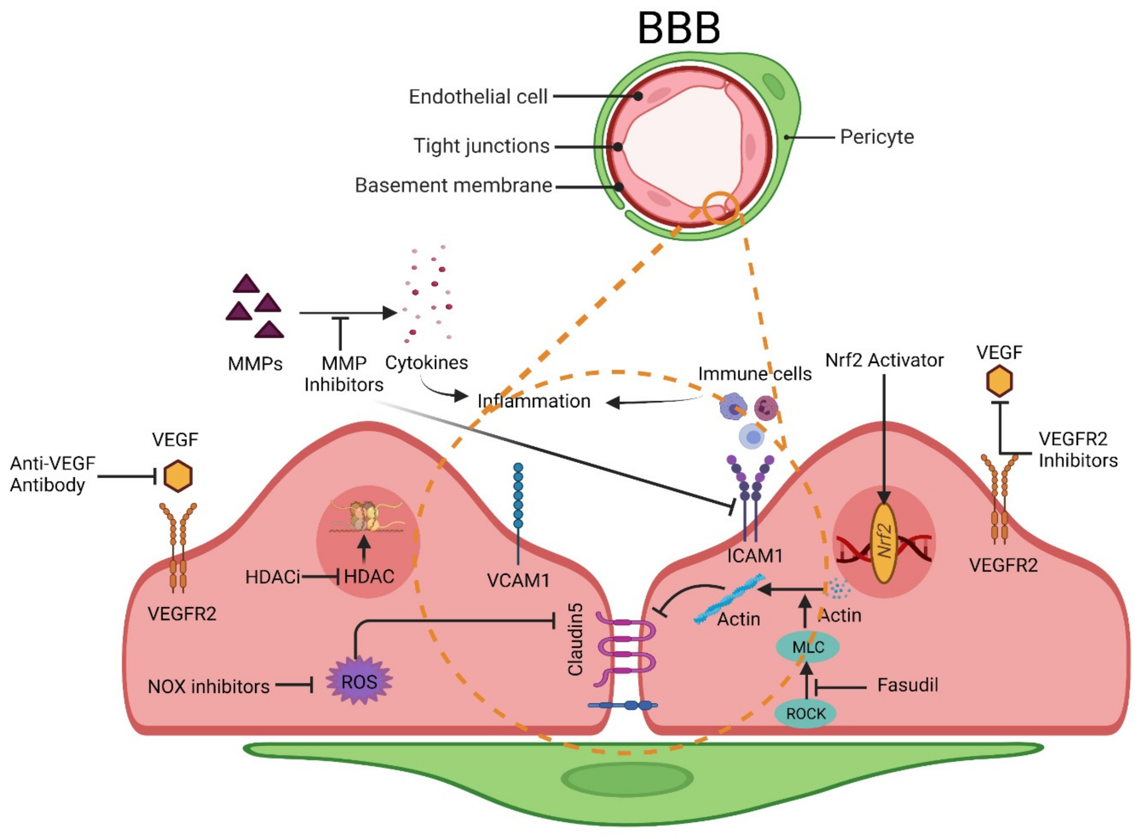 Pharmaceutics 13 01779 g004