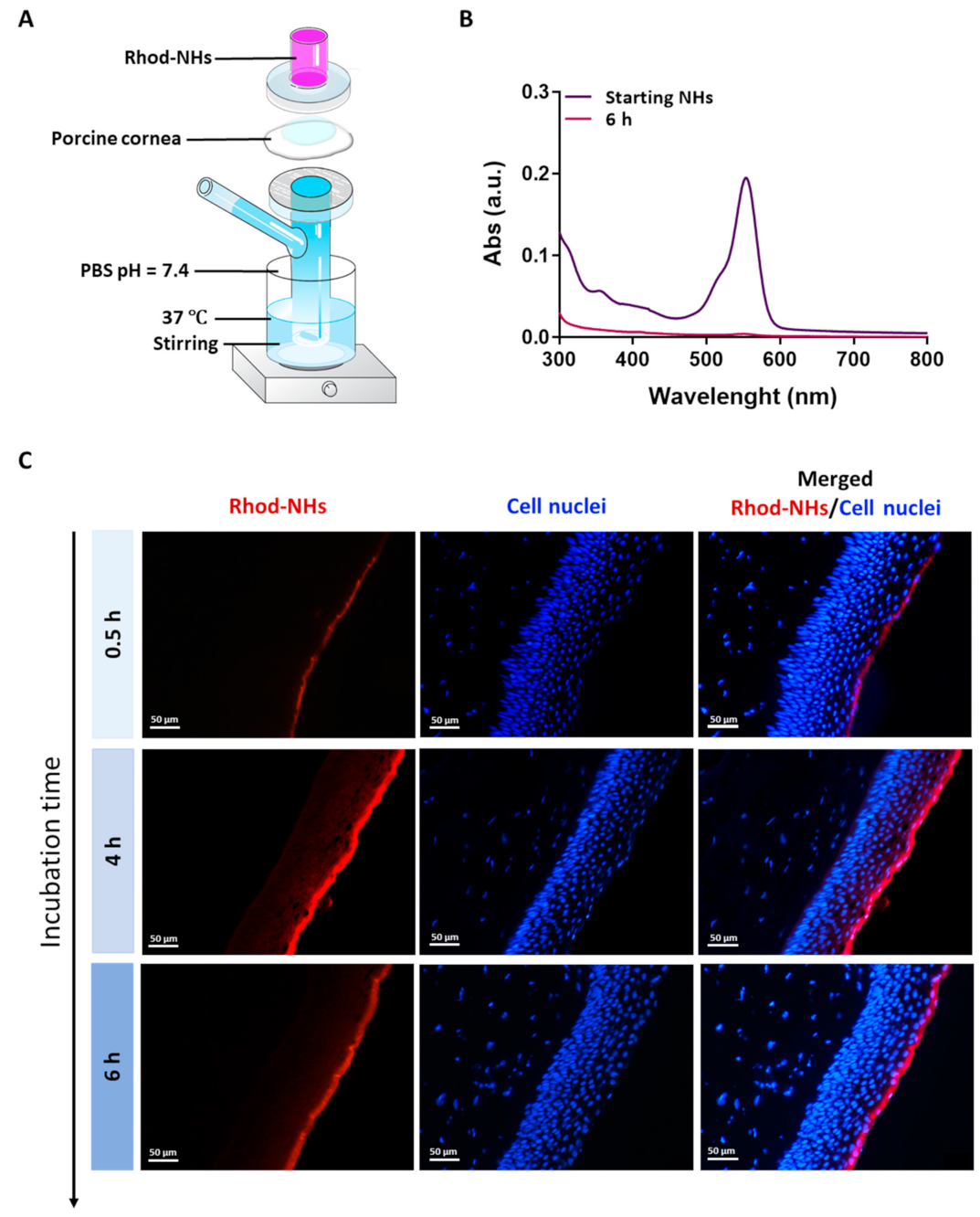 Pharmaceutics 13 01781 g001 550