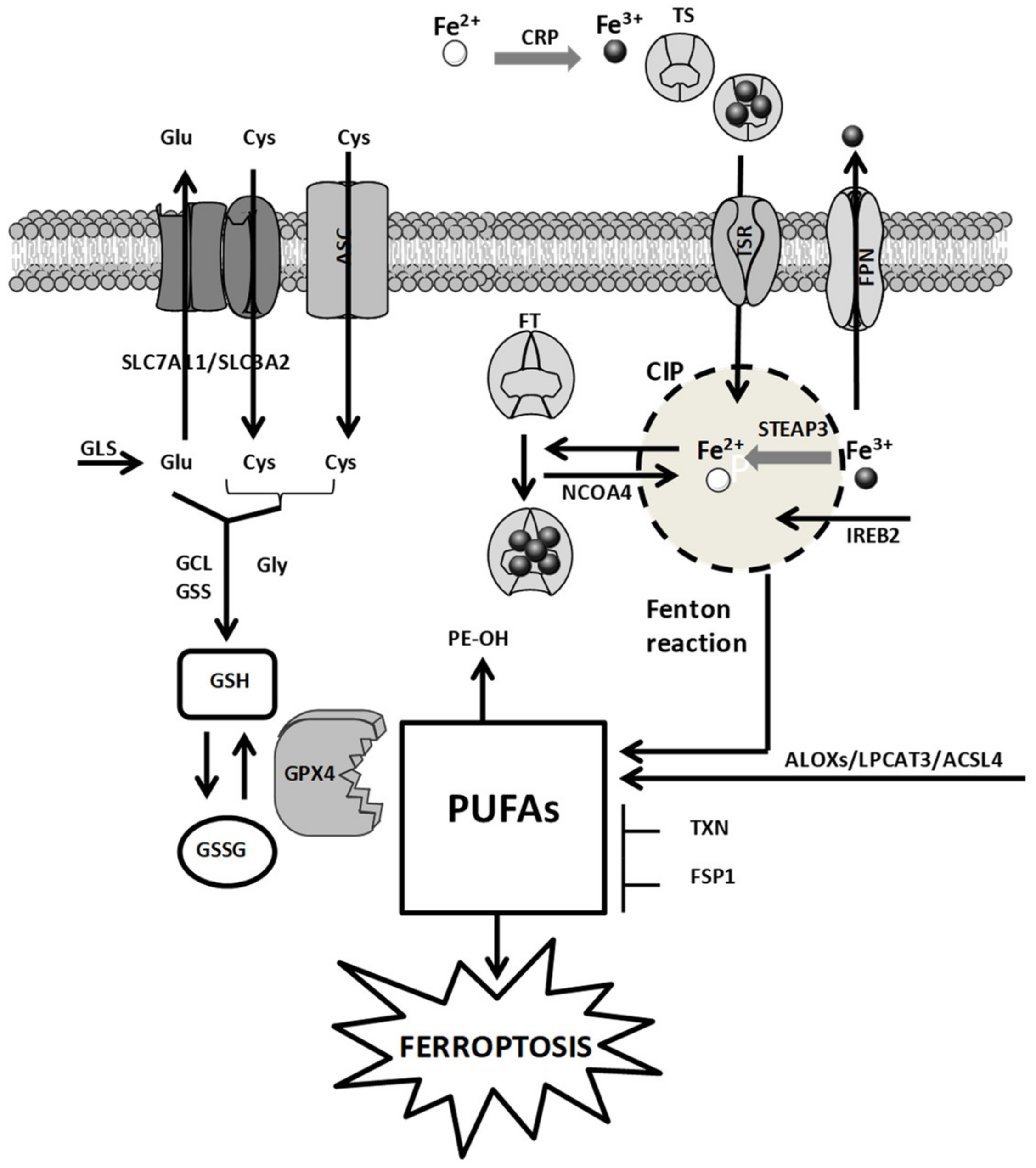 Pharmaceutics 13 01785 g001