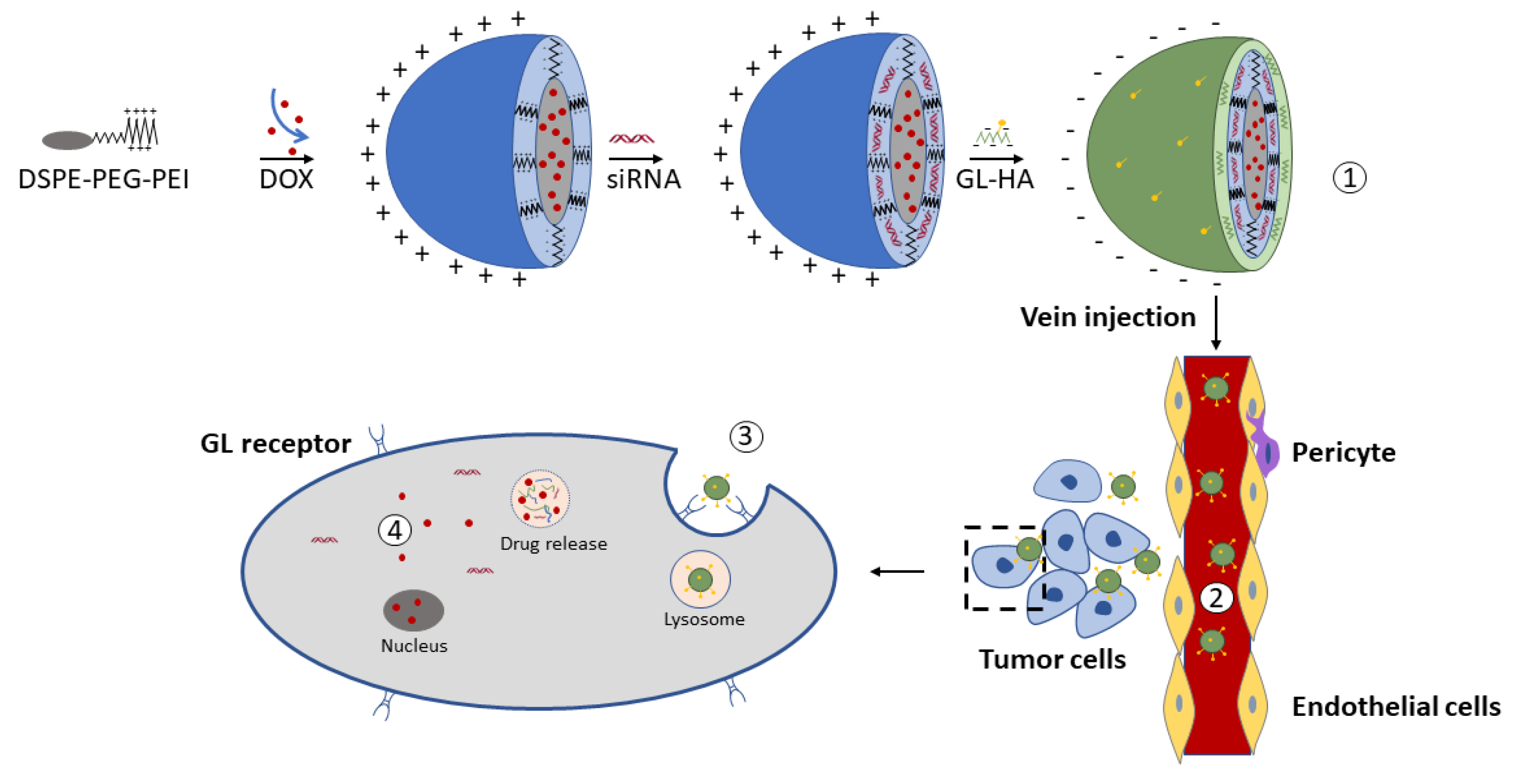 Pharmaceutics 13 01792 g005