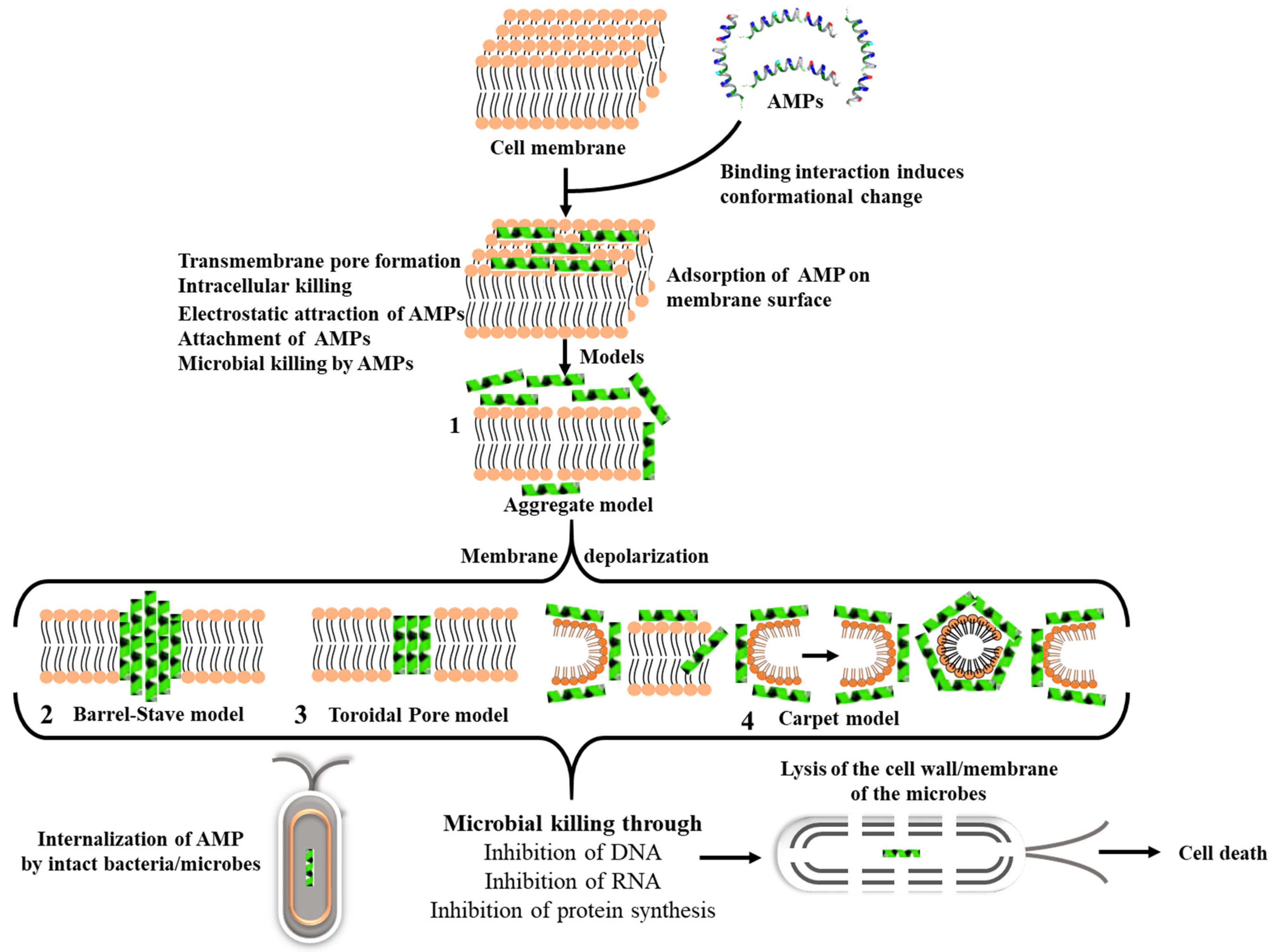Pharmaceutics 13 01795 g003