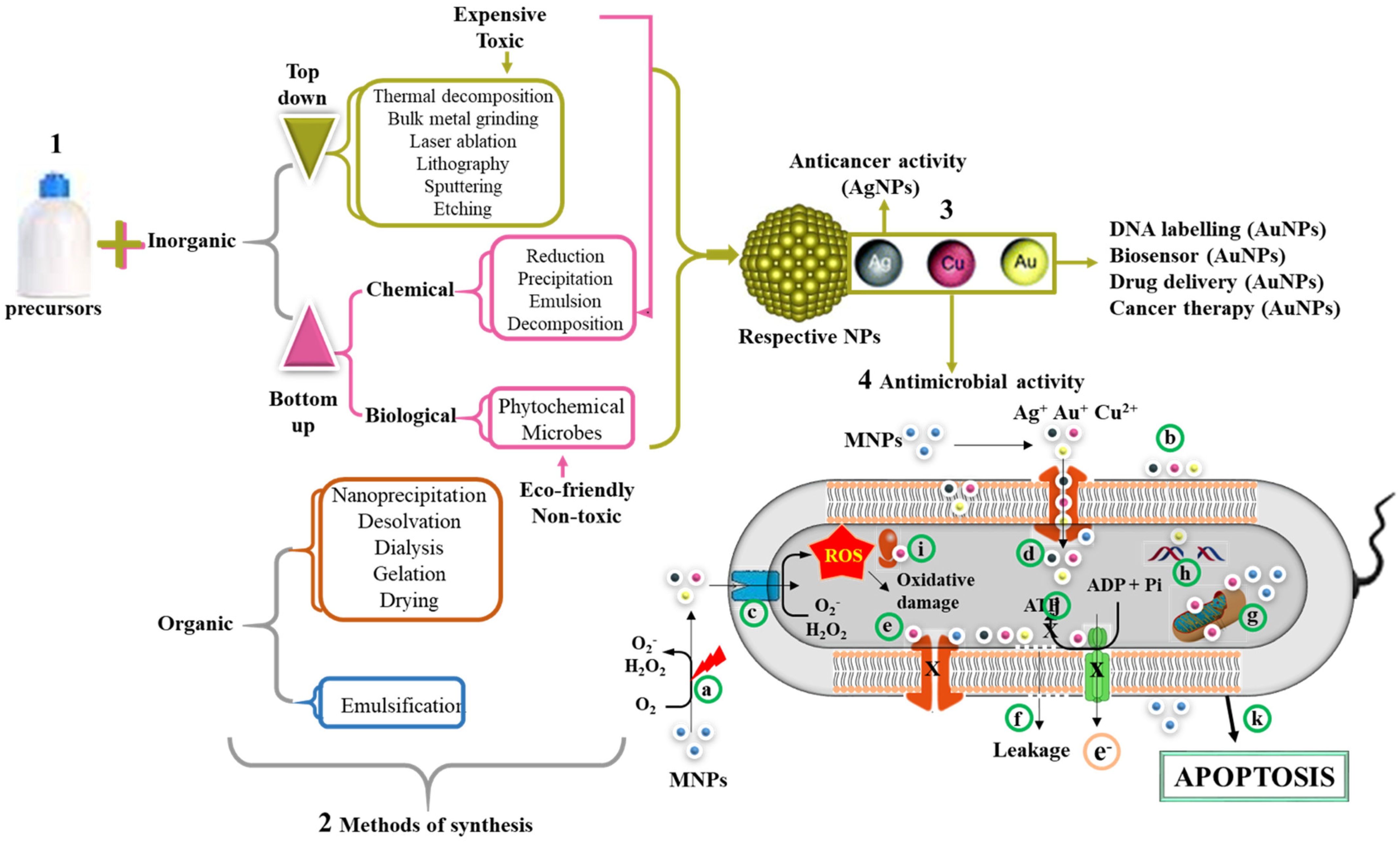 Pharmaceutics 13 01795 g004