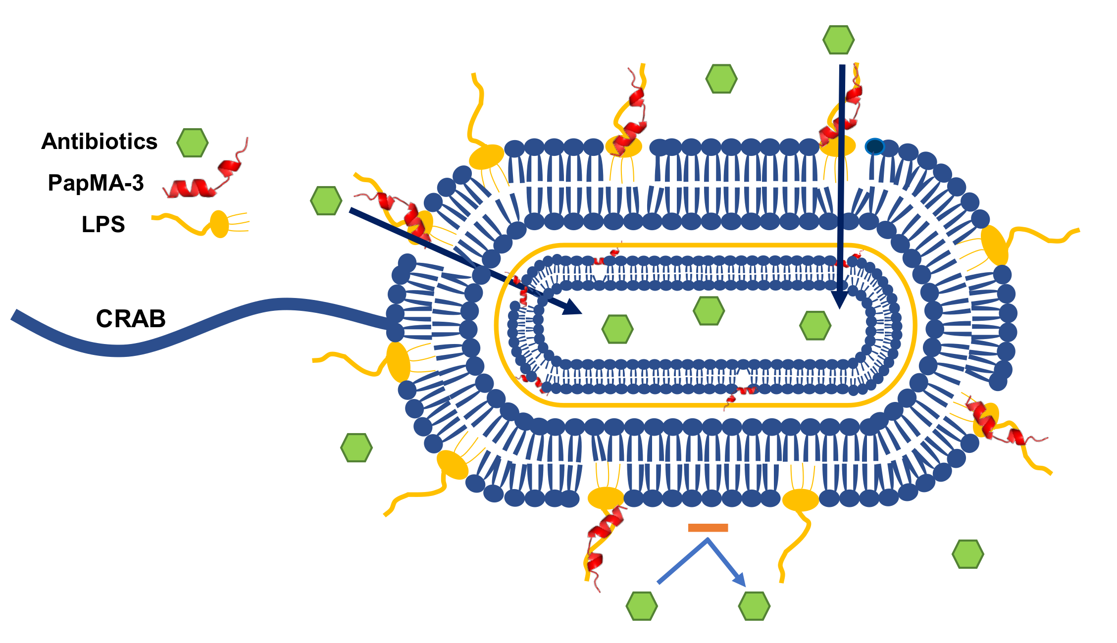 Pharmaceutics Free FullText Development of Novel Peptides for the