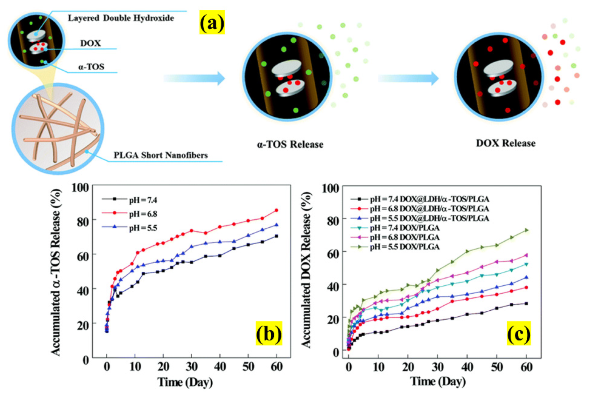 Pharmaceutics 13 01803 g013 550