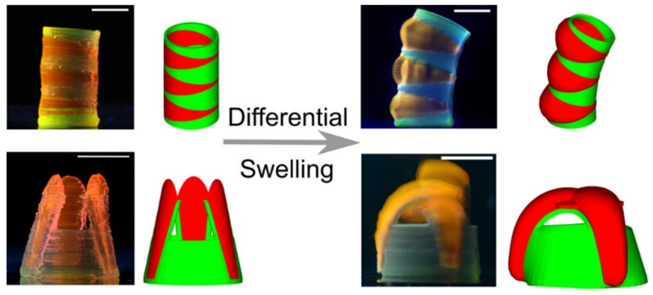 Pharmaceutics 13 01806 g005