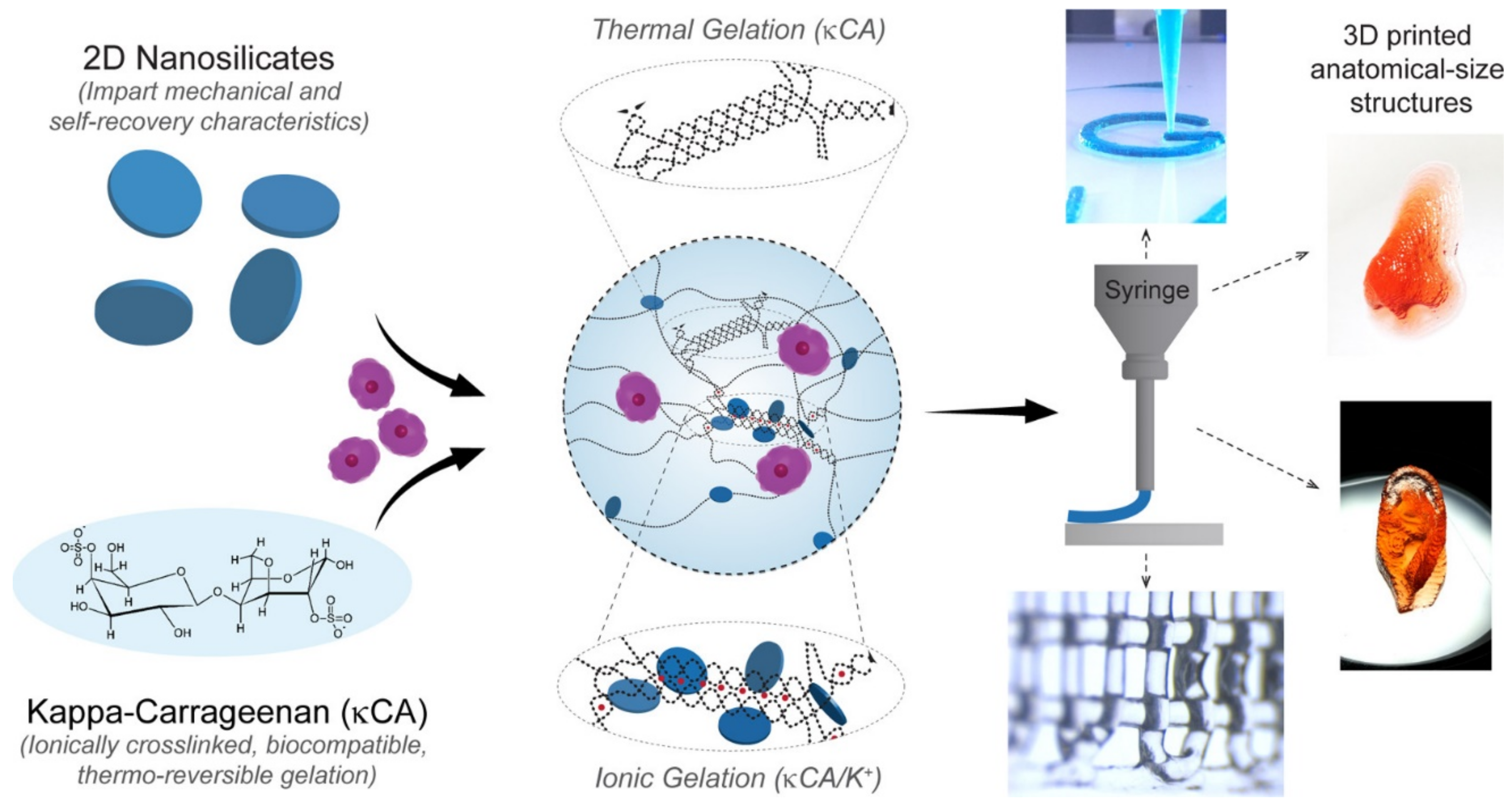 Pharmaceutics 13 01806 g015