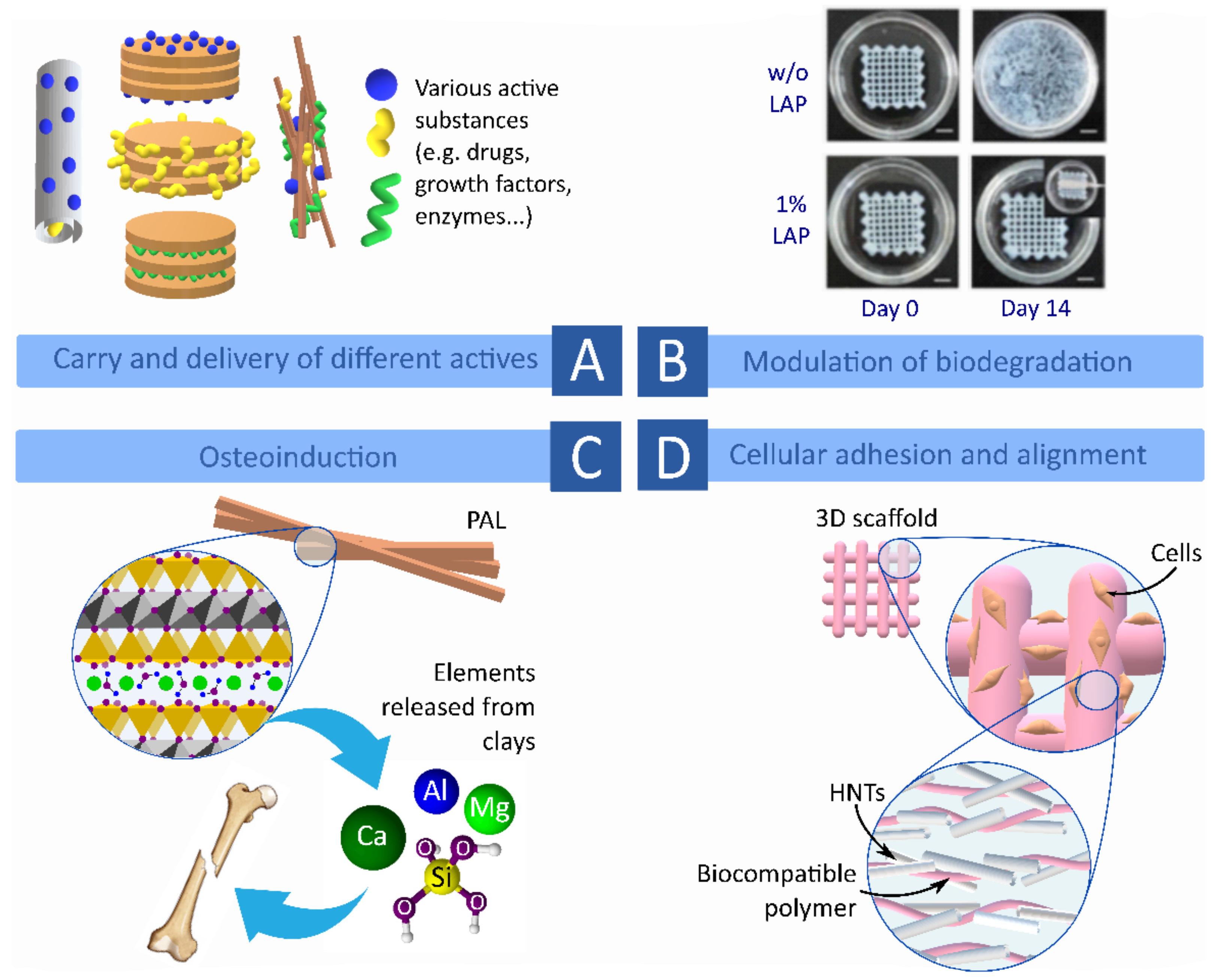 Pharmaceutics 13 01806 g019