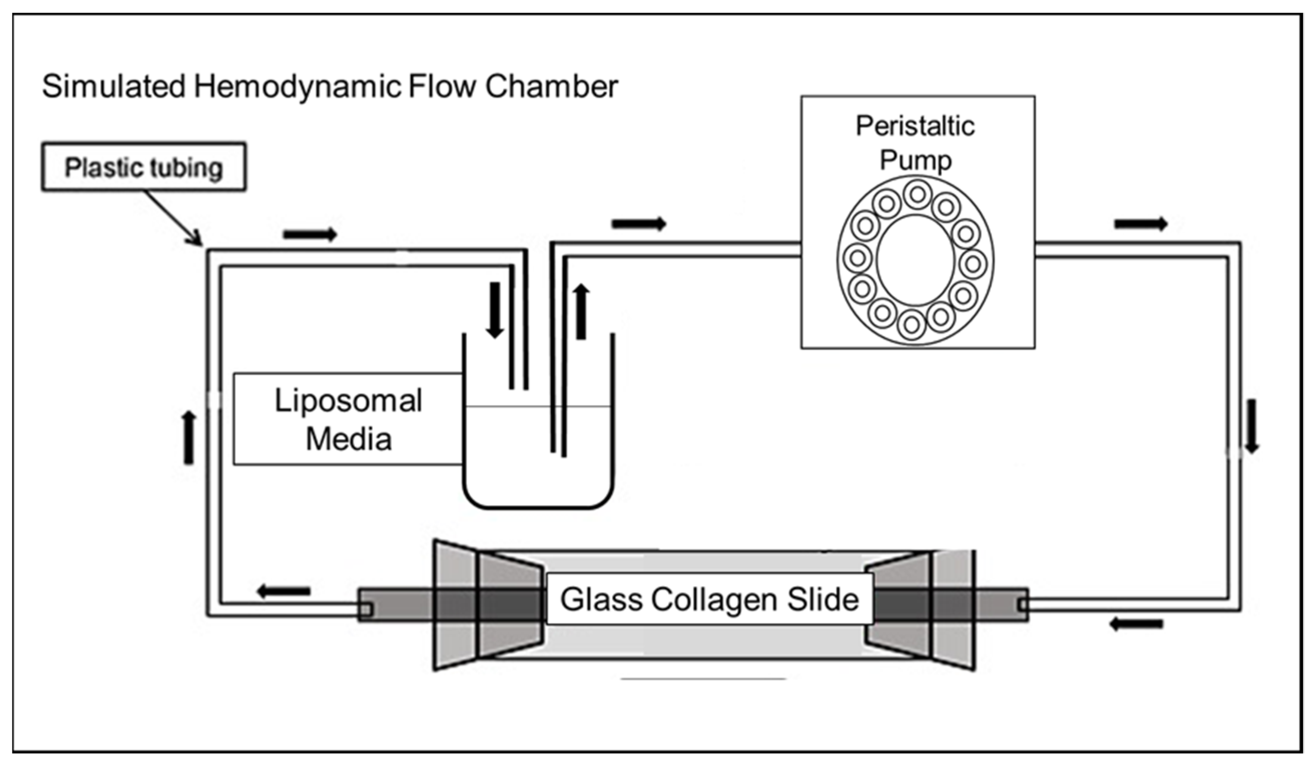Pharmaceutics 13 01816 g003