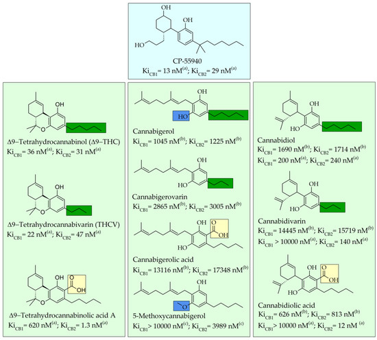 Major Phytocannabinoids and Their Related Compounds: Should We