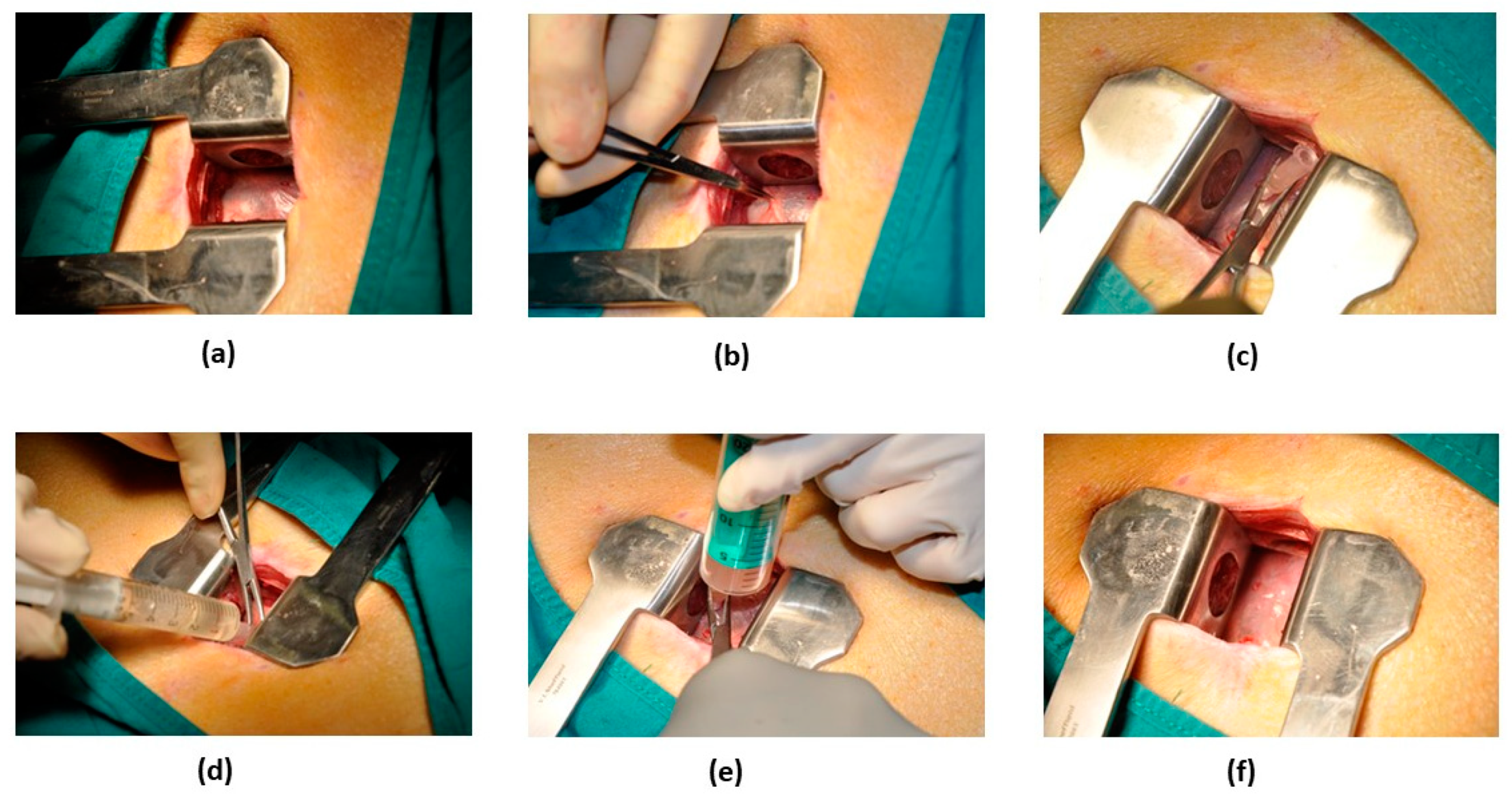 Pharmaceutics 13 01824 g002