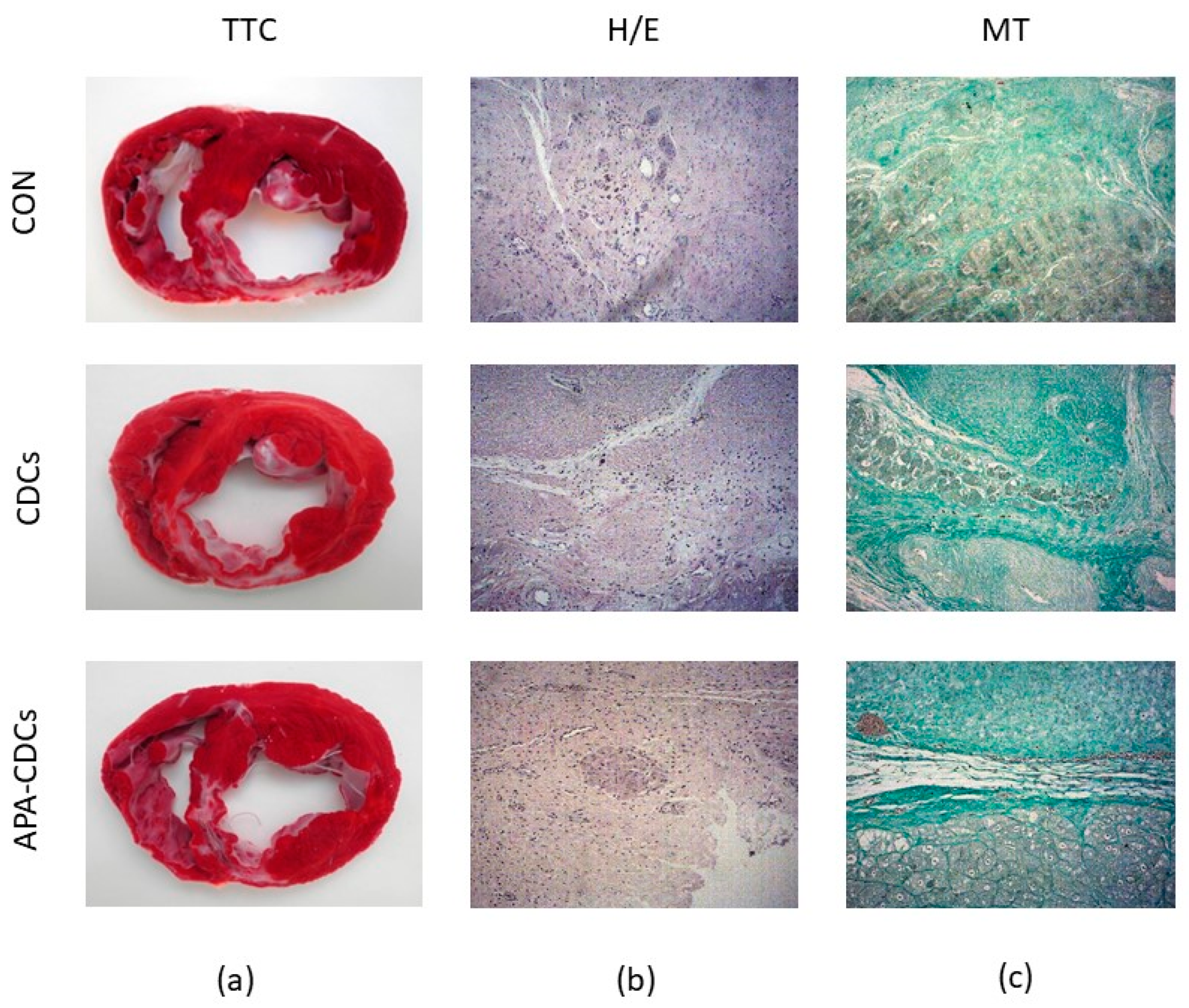 Pharmaceutics 13 01824 g004