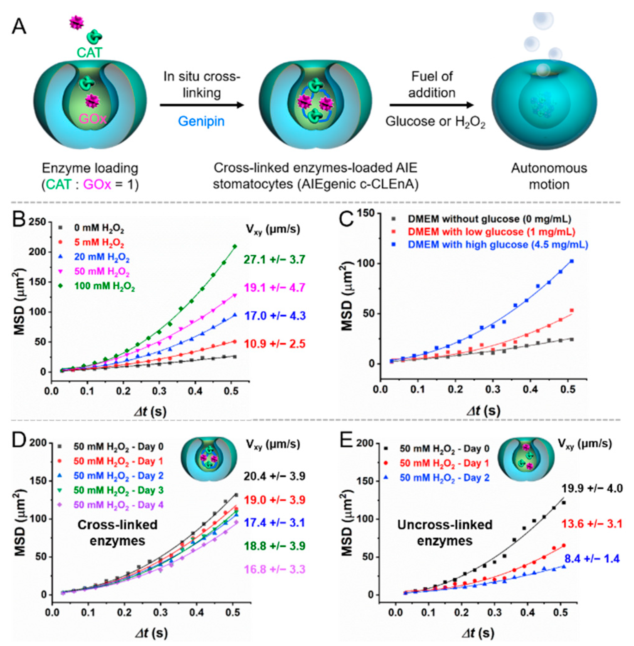 Pharmaceutics 13 01833 g002