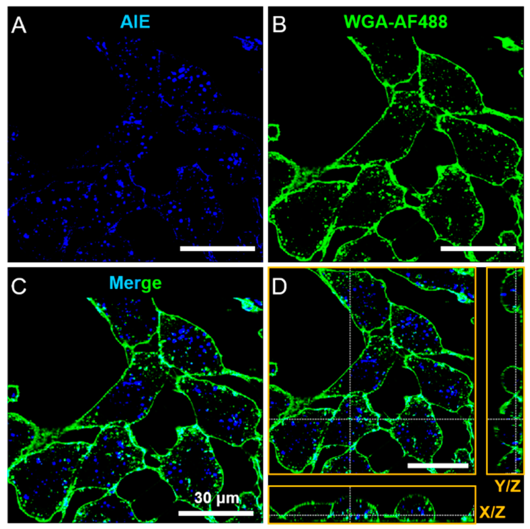 Pharmaceutics 13 01833 g003