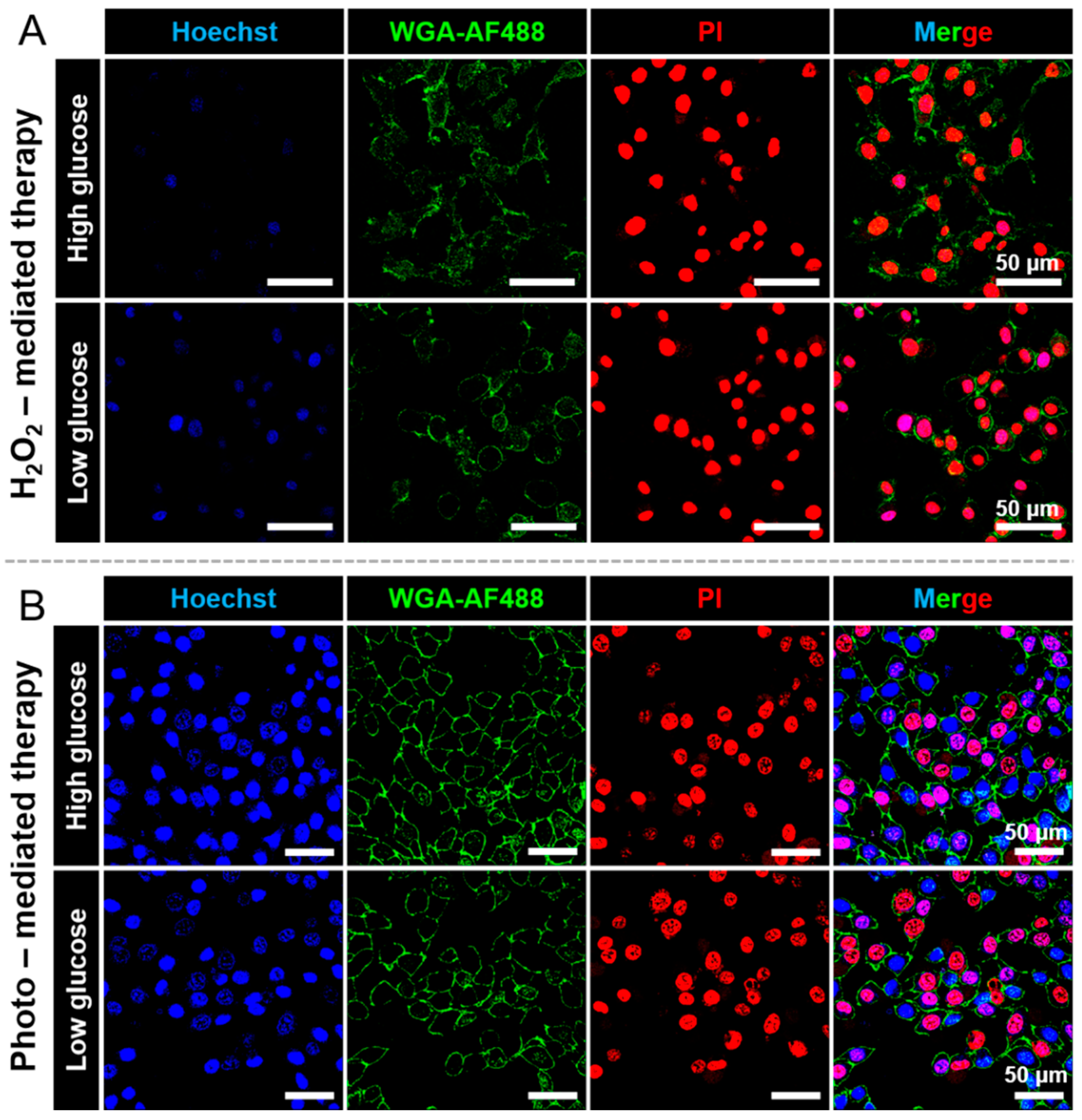 Pharmaceutics 13 01833 g006