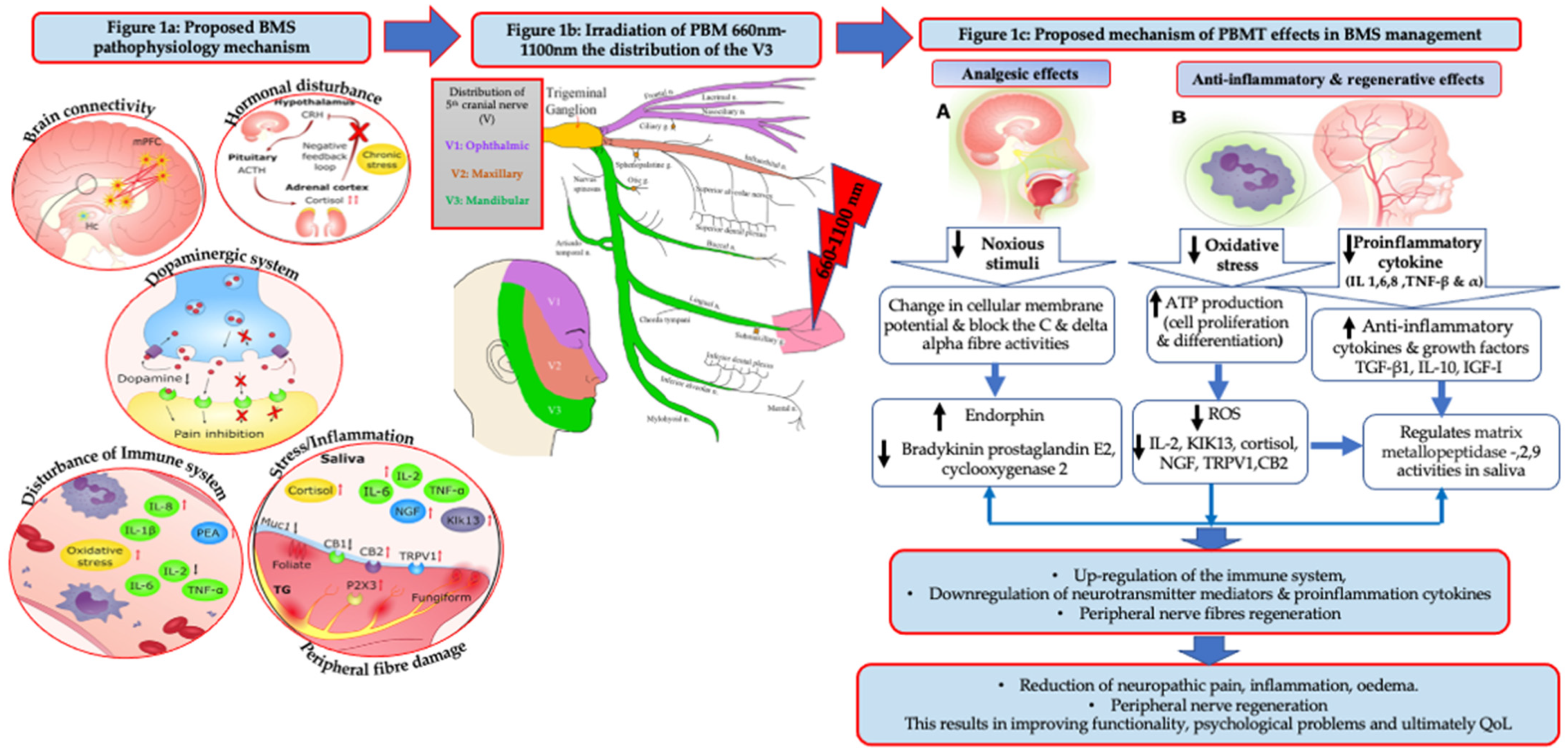 Pharmaceutics 13 01838 g001