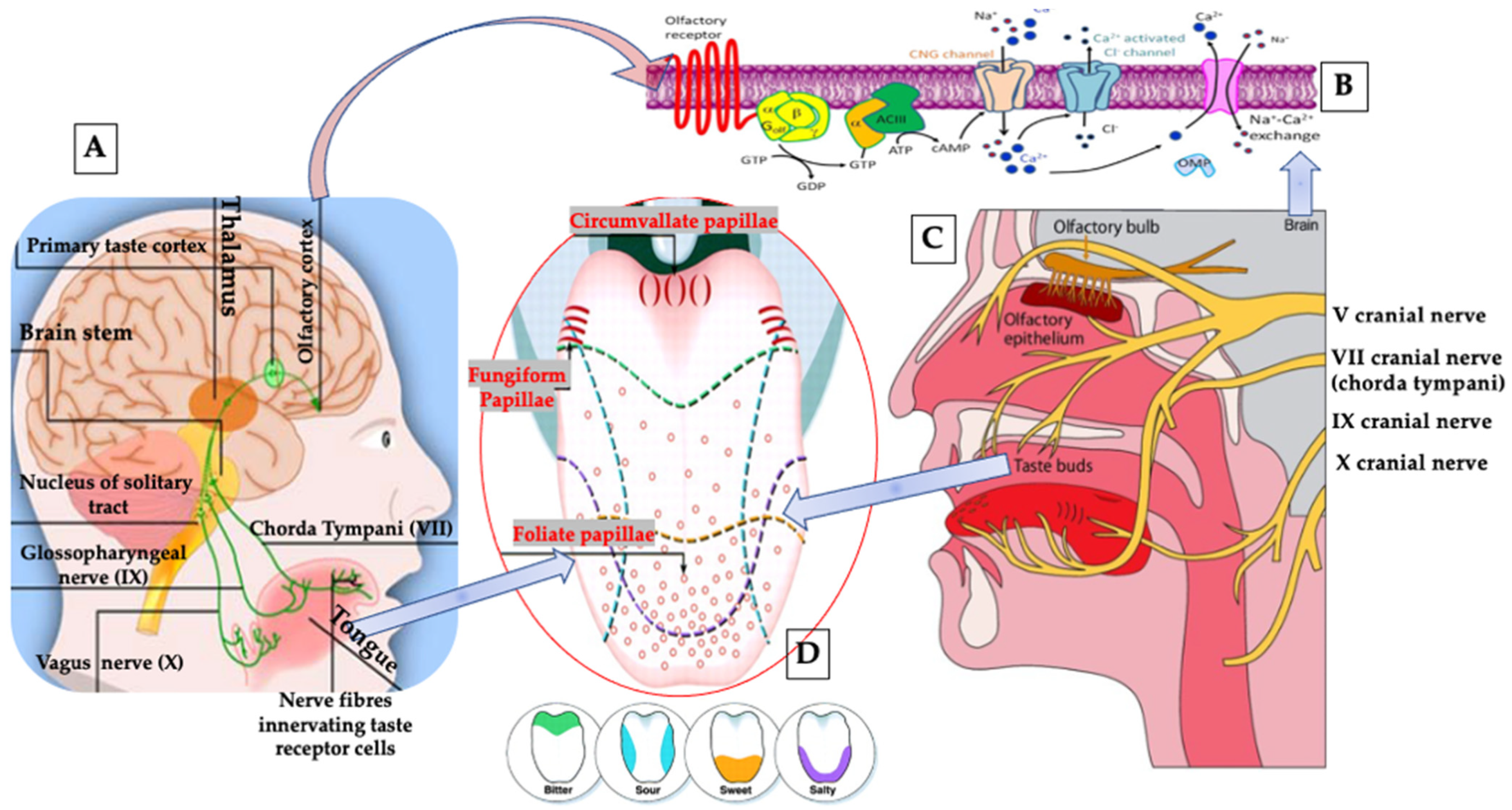 Pharmaceutics 13 01838 g009