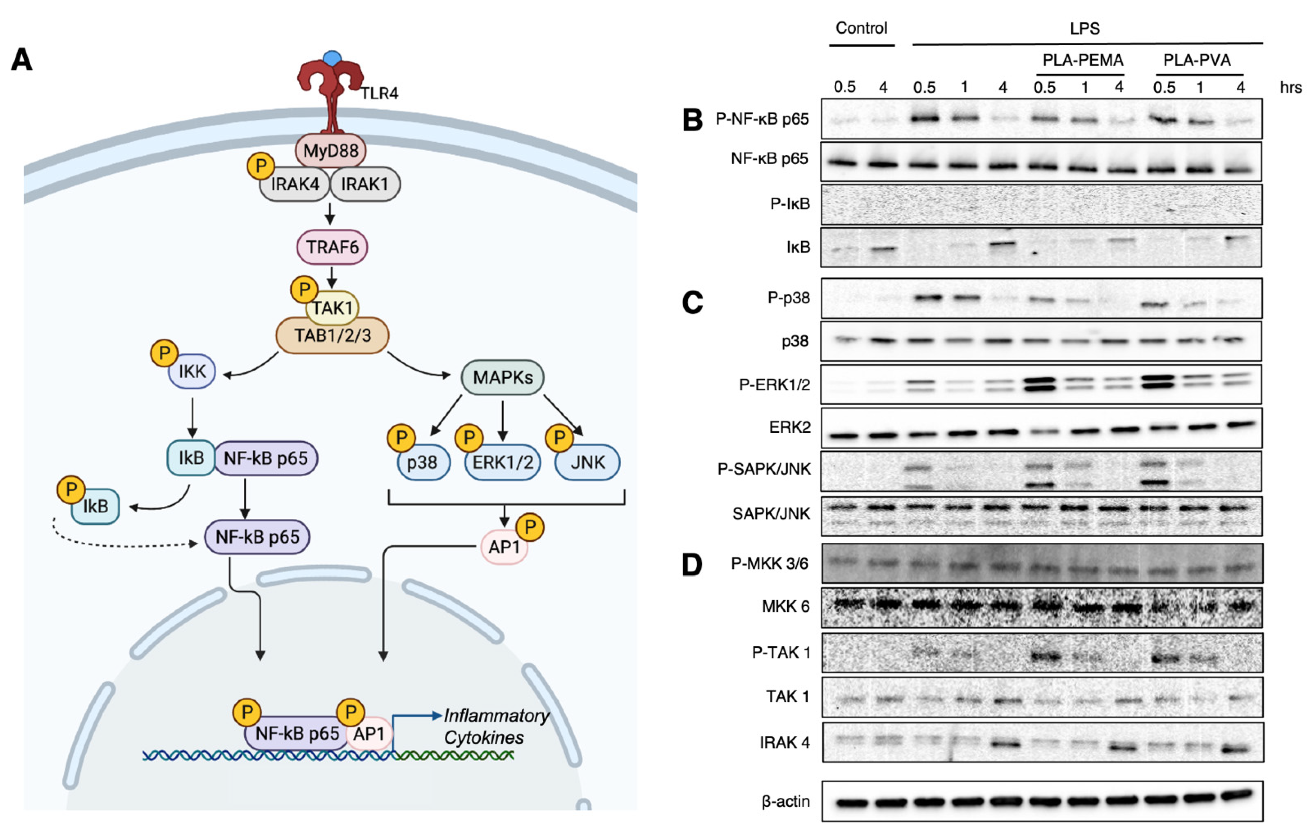Pharmaceutics 13 01841 g004 550