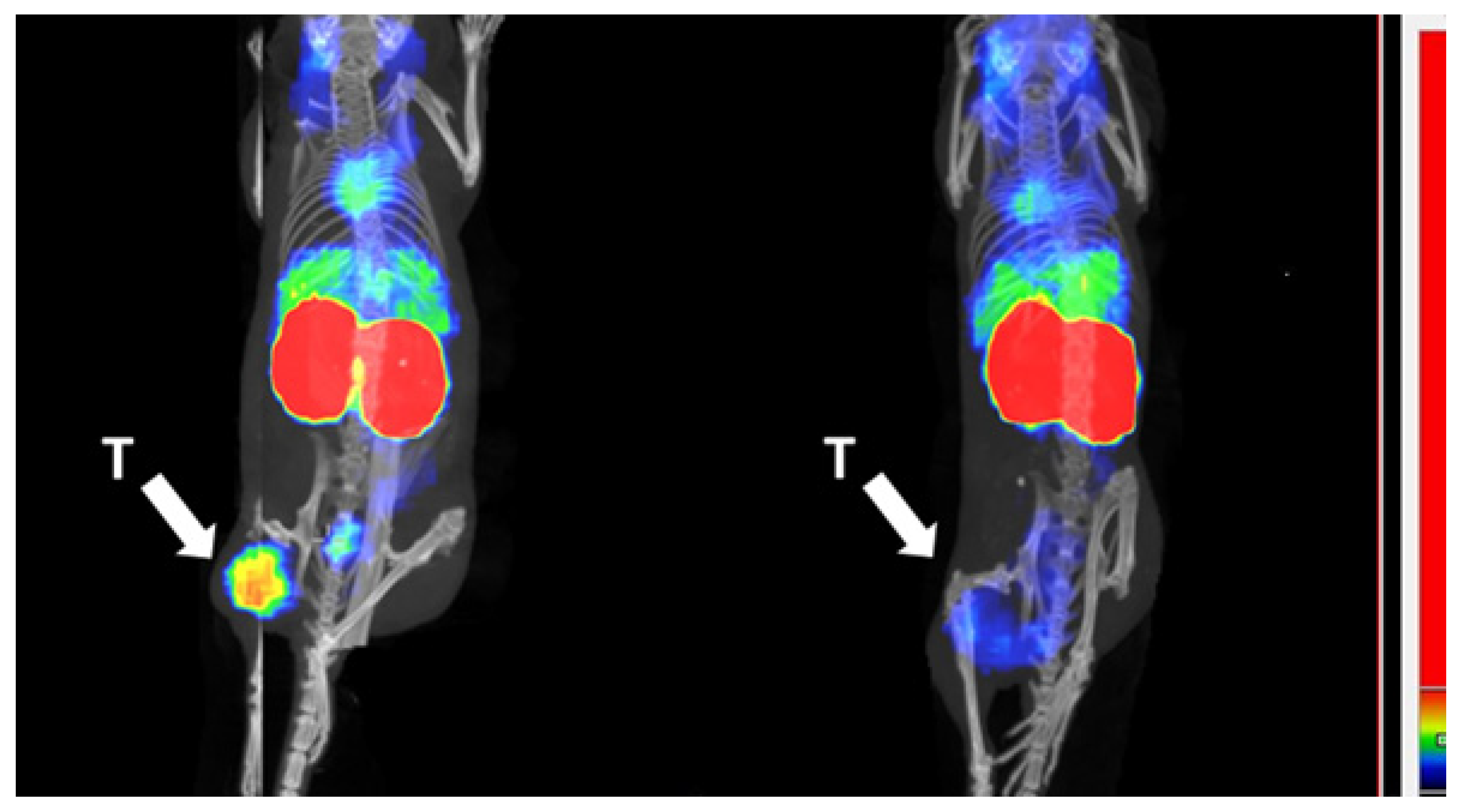 Pharmaceutics 13 01847 g009 550