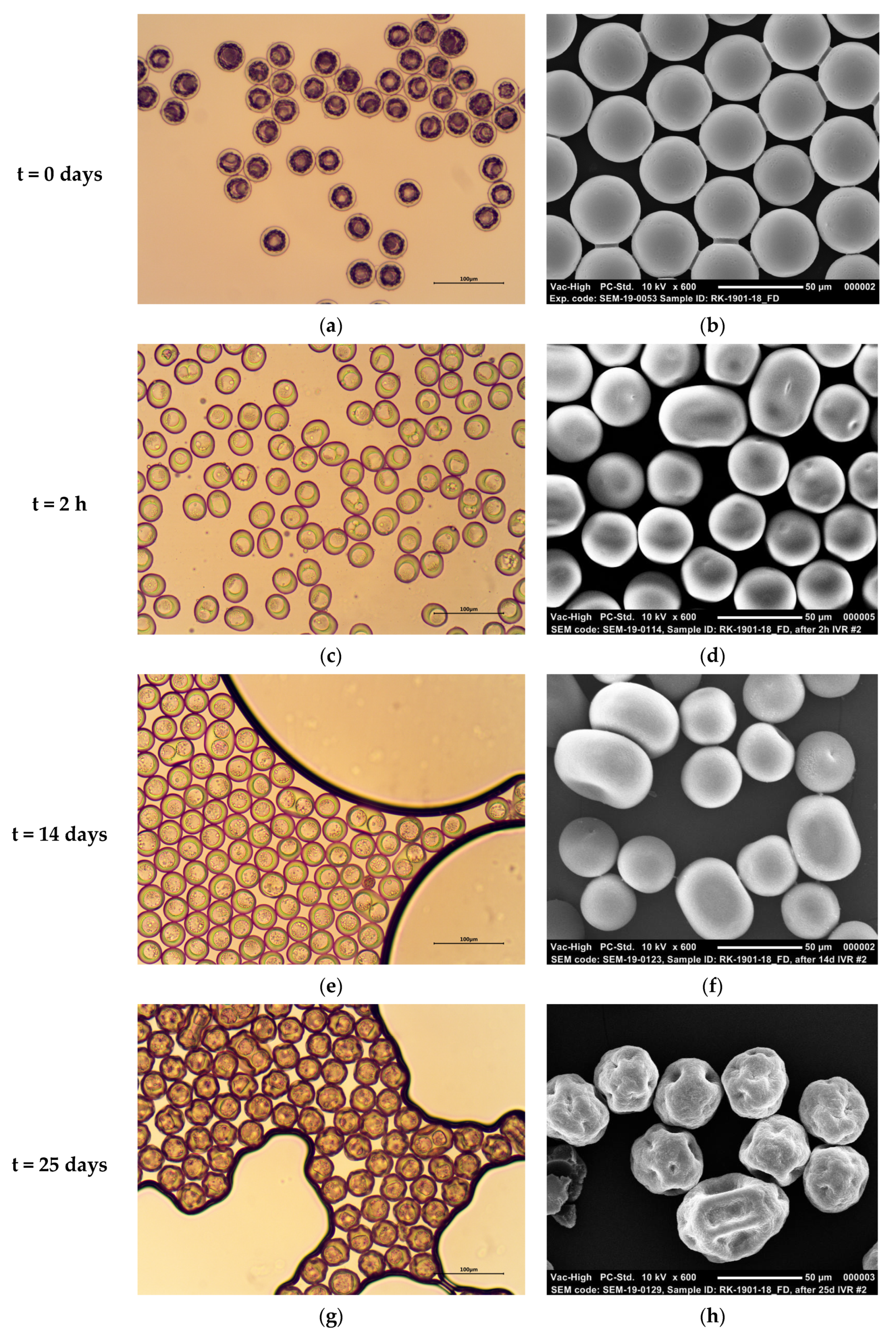 Pharmaceutics 13 01854 g005