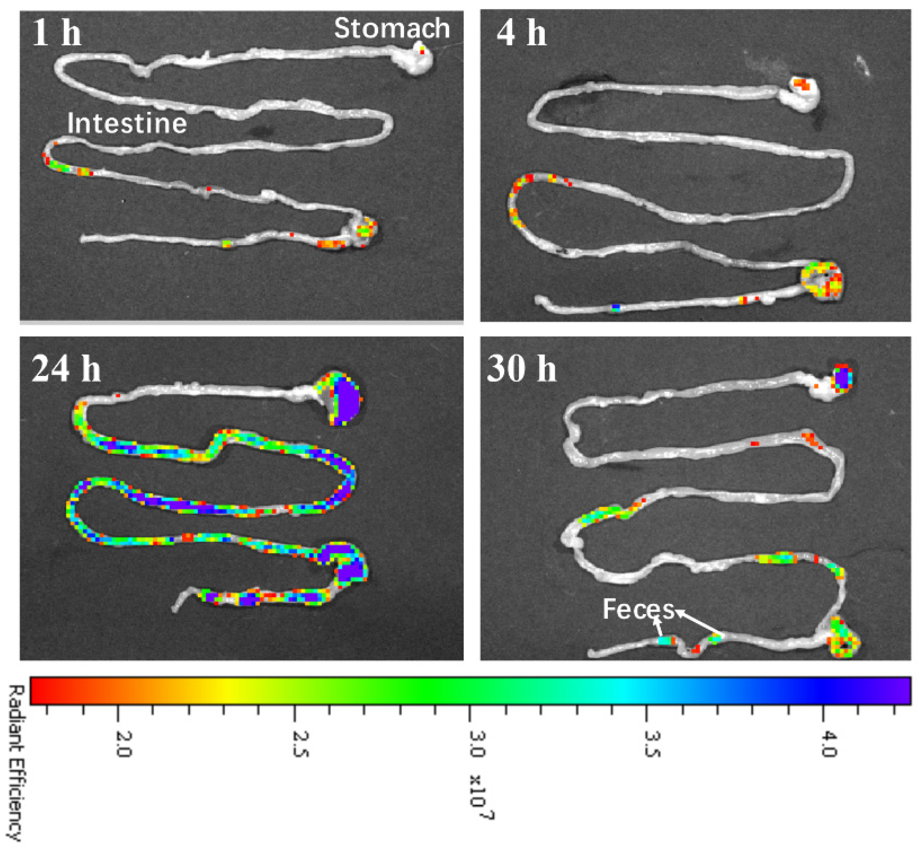 Pharmaceutics 13 01872 g007