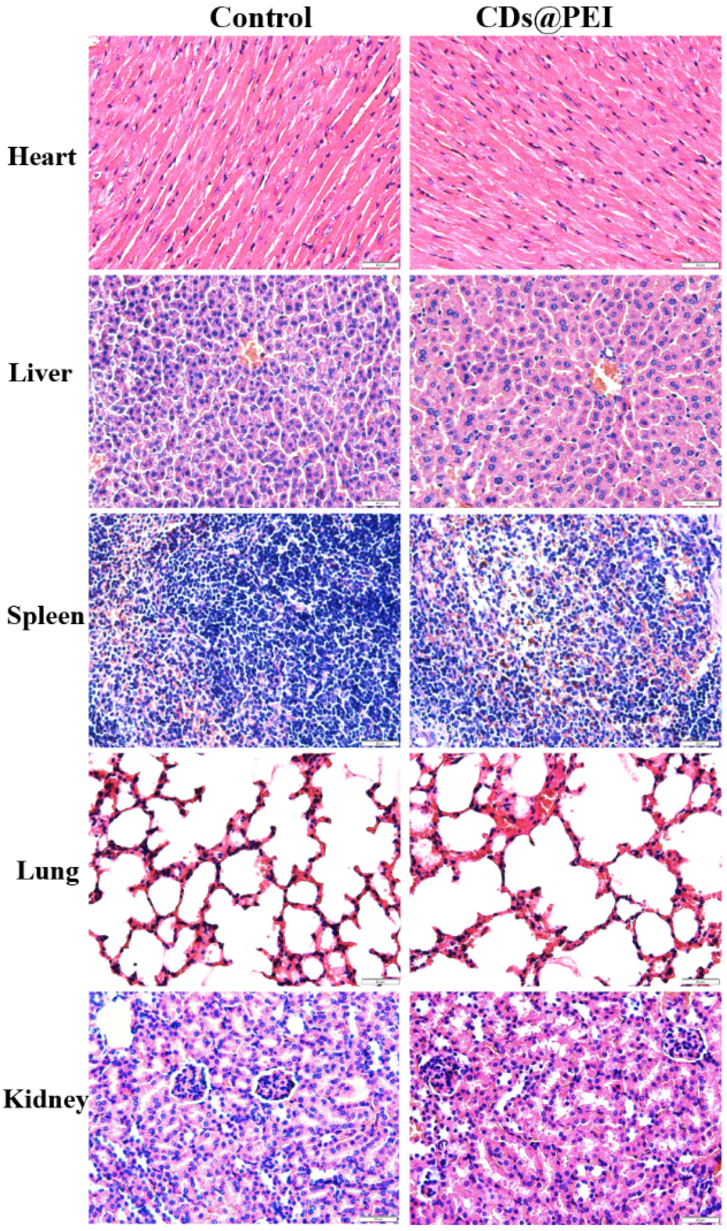 Pharmaceutics 13 01872 g008