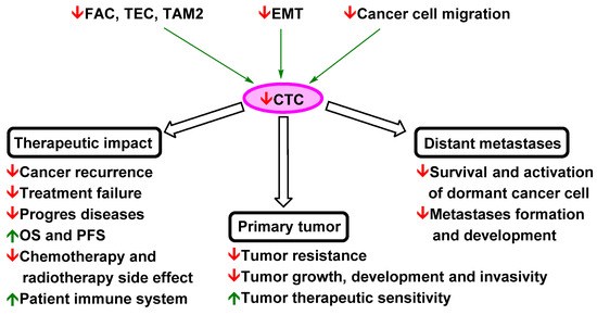 Pharmaceutics Free Full Text Circulating Tumour Cells Ctcs In Nsclc From Prognosis To Therapy Design Html