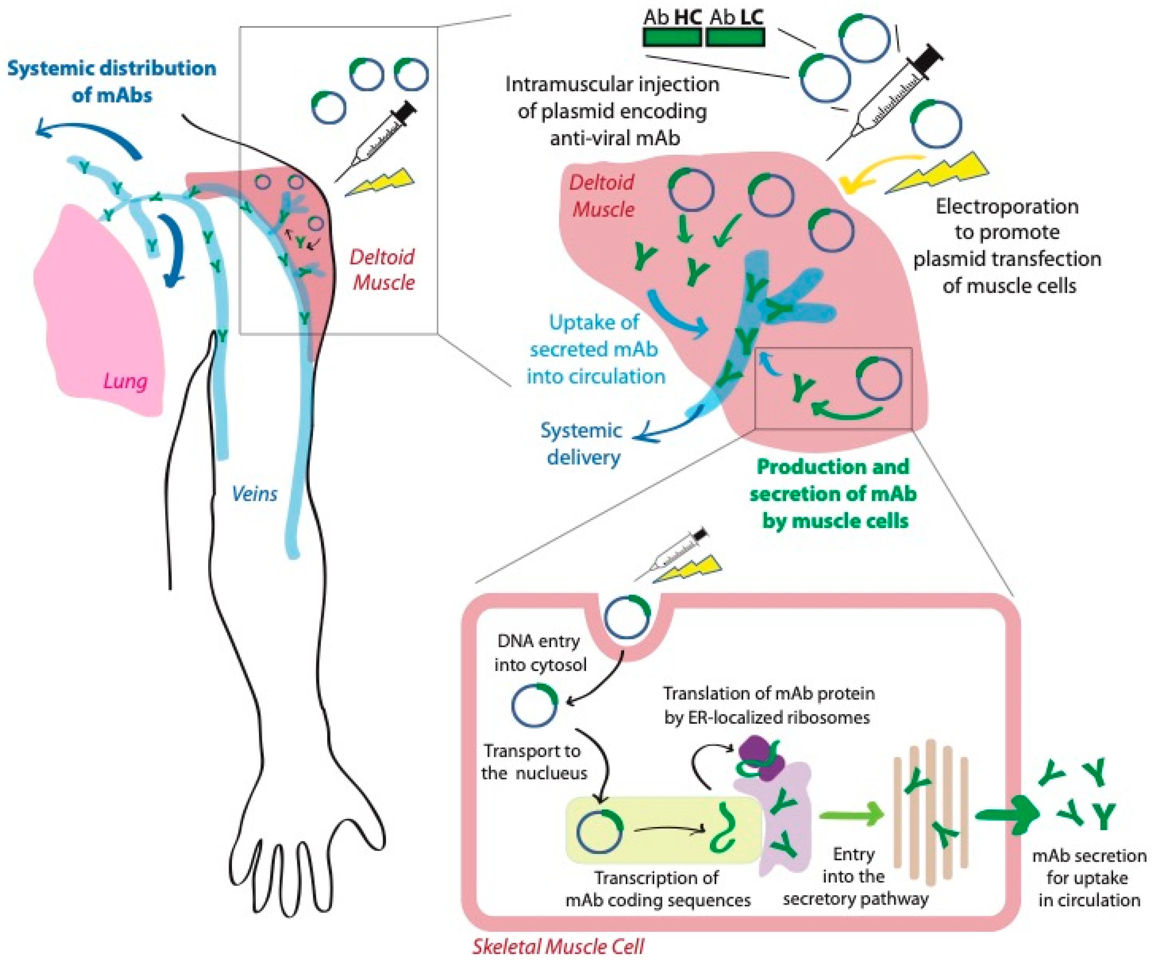 Pharmaceutics 13 01882 g002