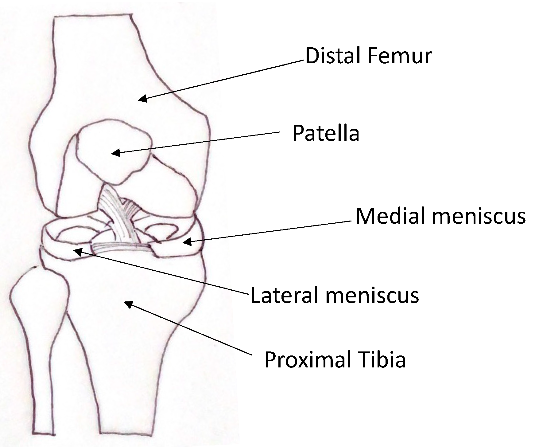 Pharmaceutics 13 01886 g001