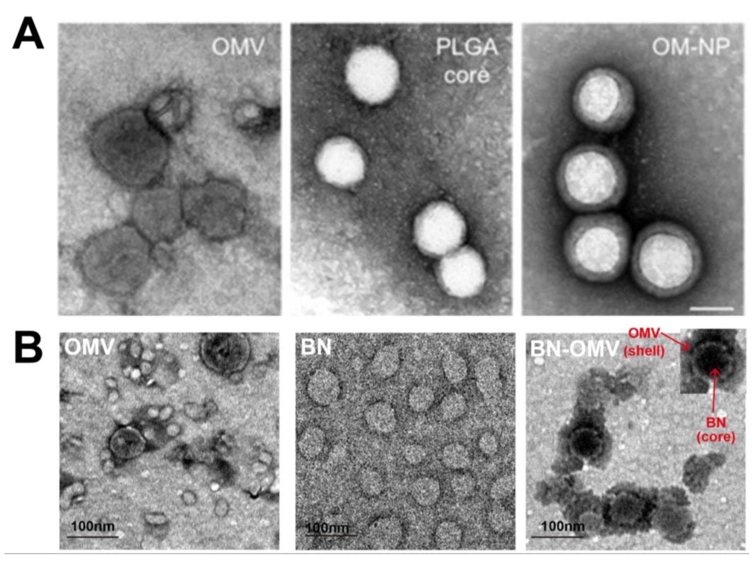 Pharmaceutics 13 01887 g003 Pharmaceutics 13 01887 g003