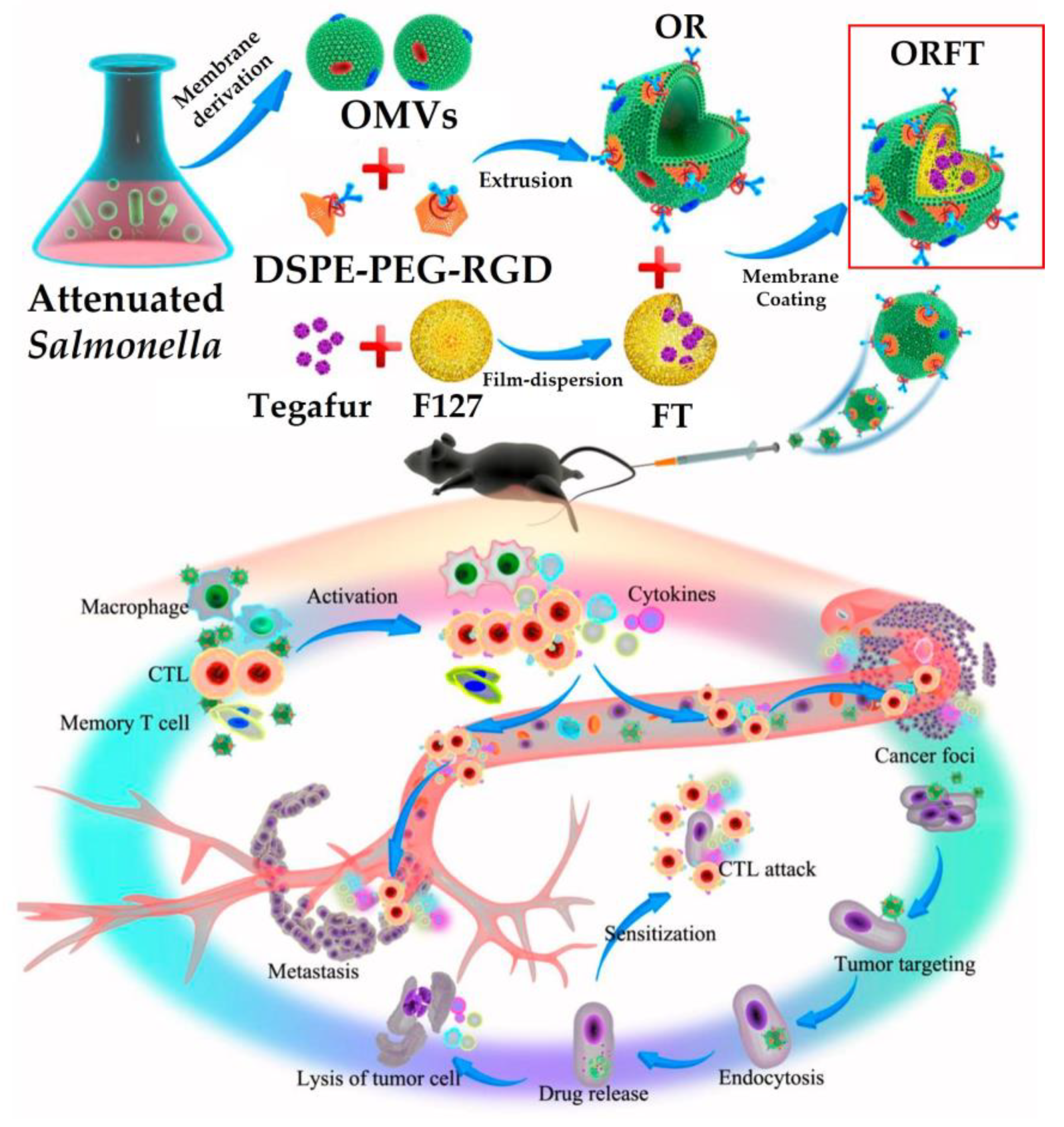 Pharmaceutics 13 01887 g004 Pharmaceutics 13 01887 g004
