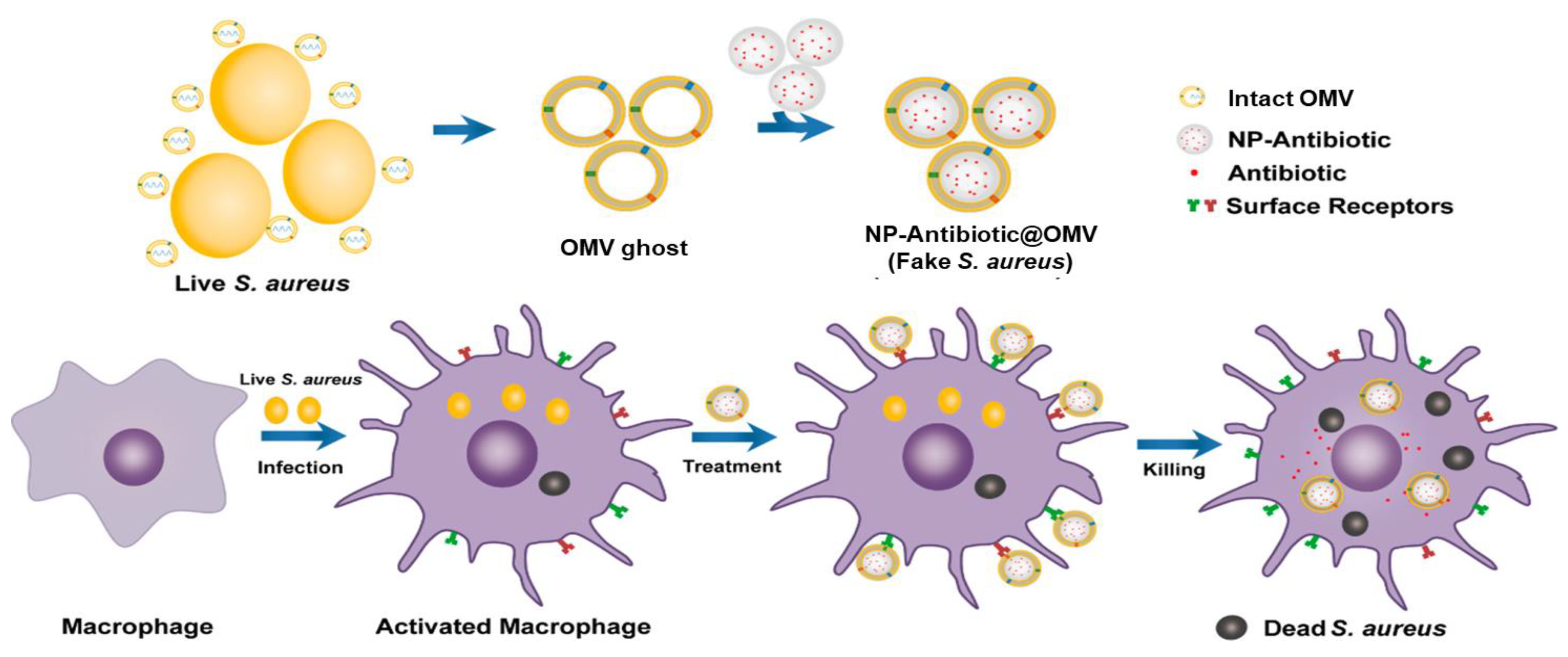 Pharmaceutics 13 01887 g005 Pharmaceutics 13 01887 g005