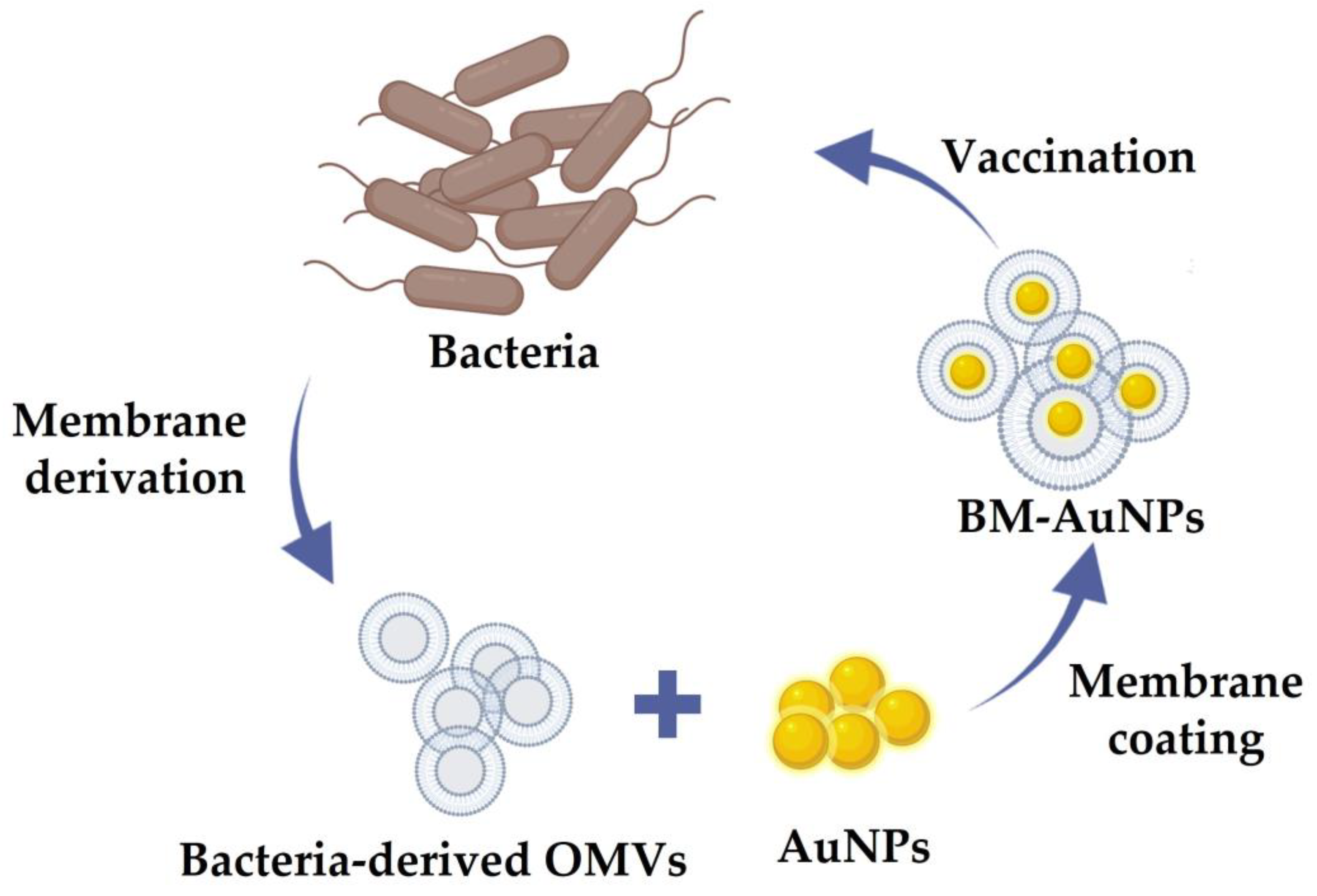 Pharmaceutics 13 01887 g006 Pharmaceutics 13 01887 g006