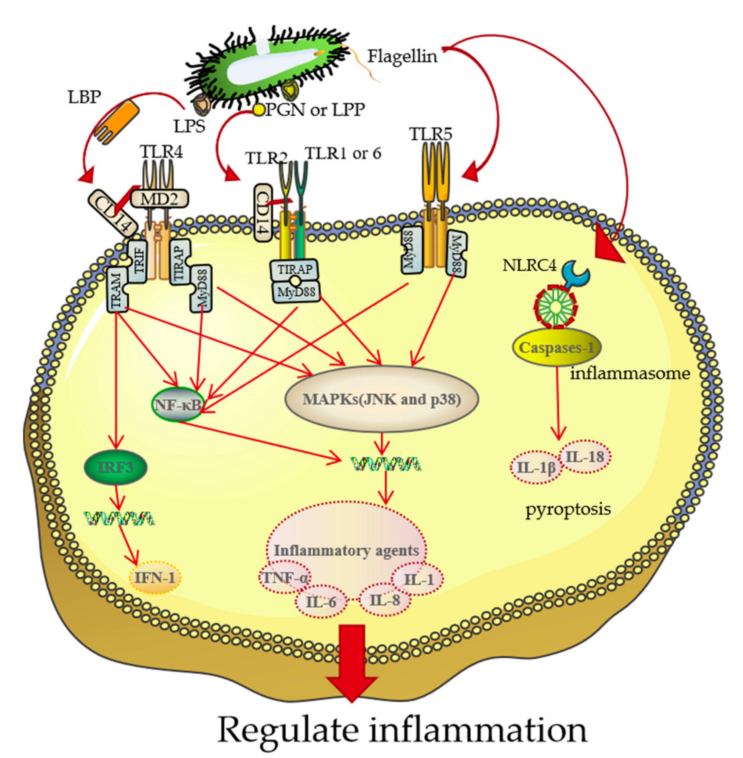 Pharmaceutics 13 01892 g004 Pharmaceutics 13 01892 g004