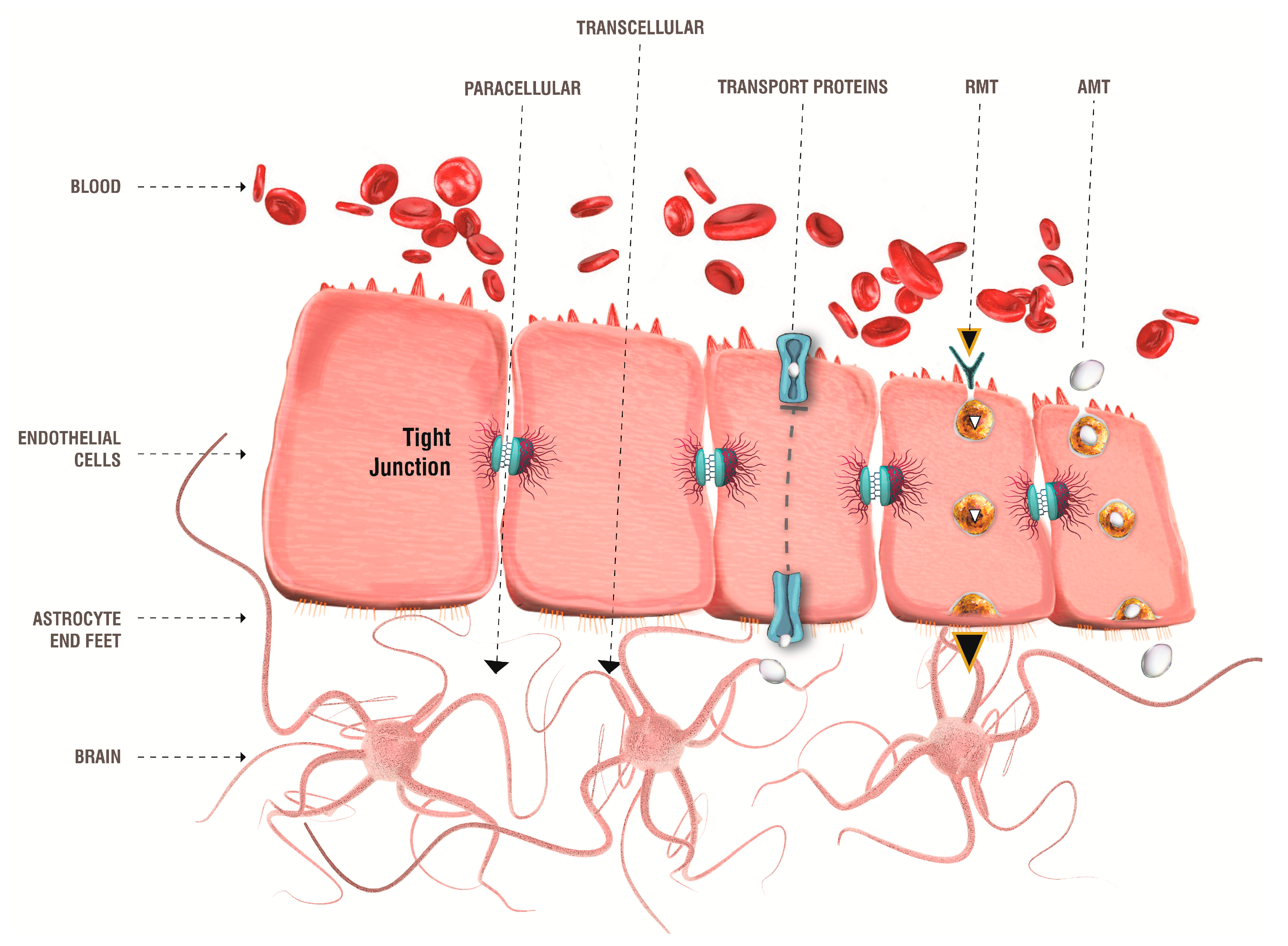 Pharmaceutics 13 01897 g006