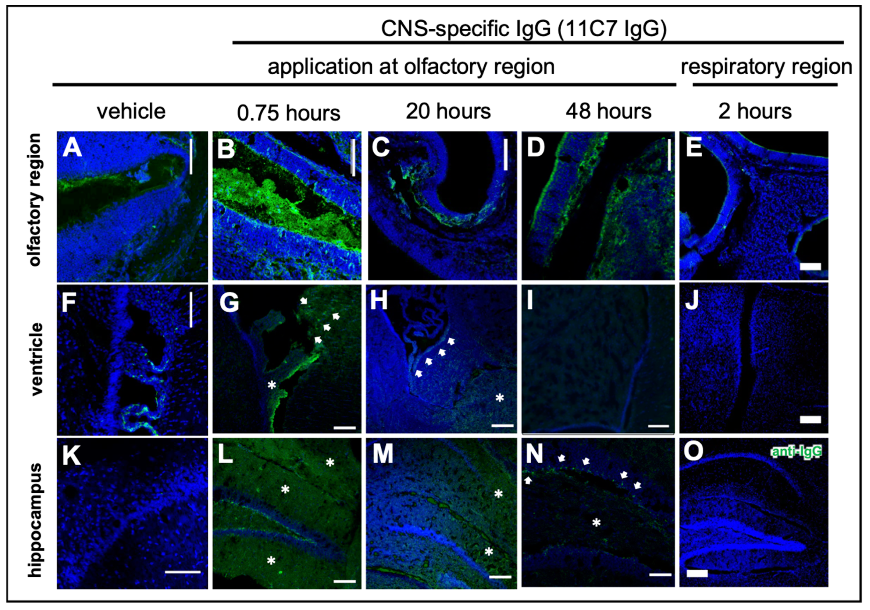 Pharmaceutics 13 01904 g004