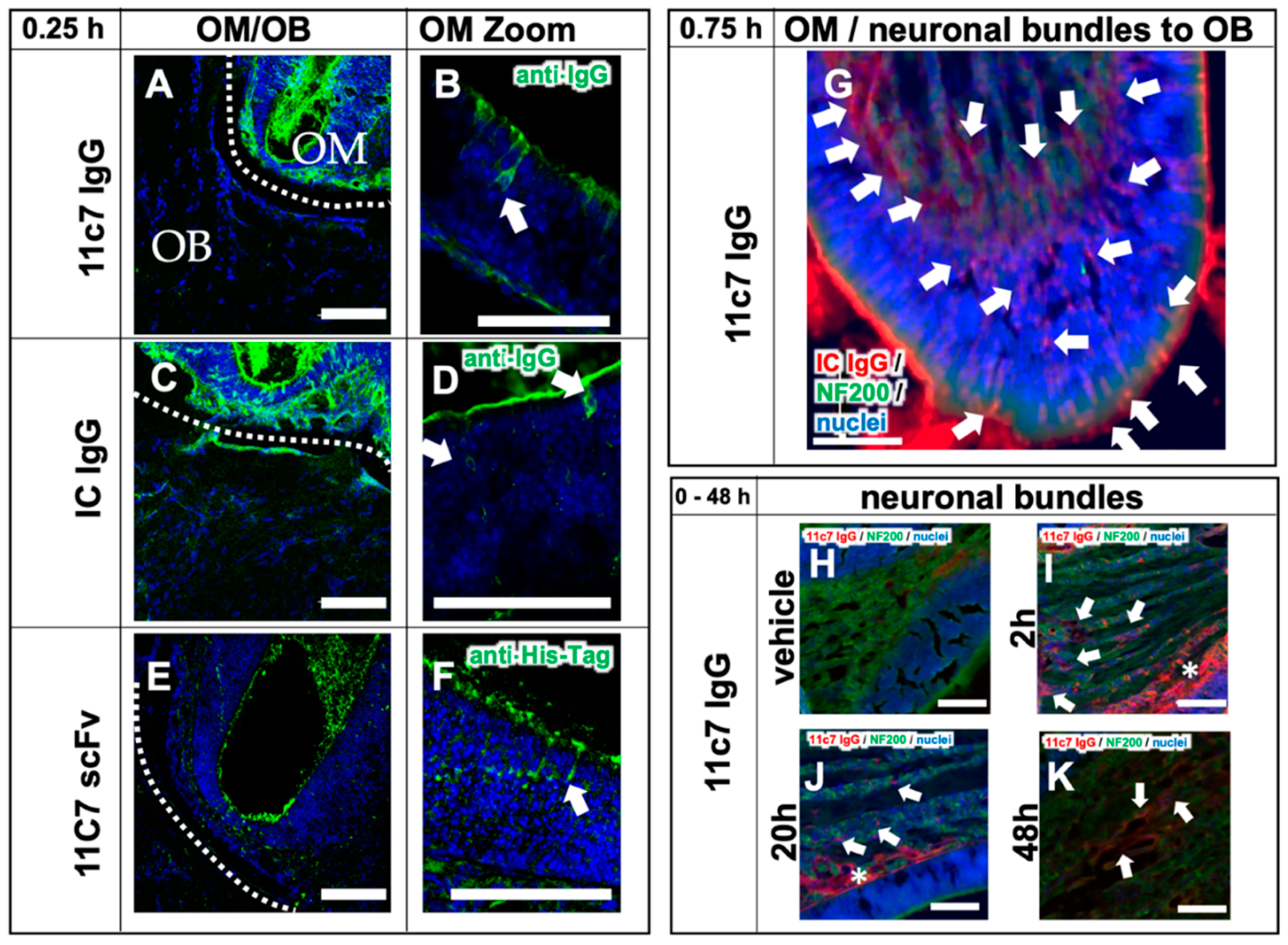 Pharmaceutics 13 01904 g005
