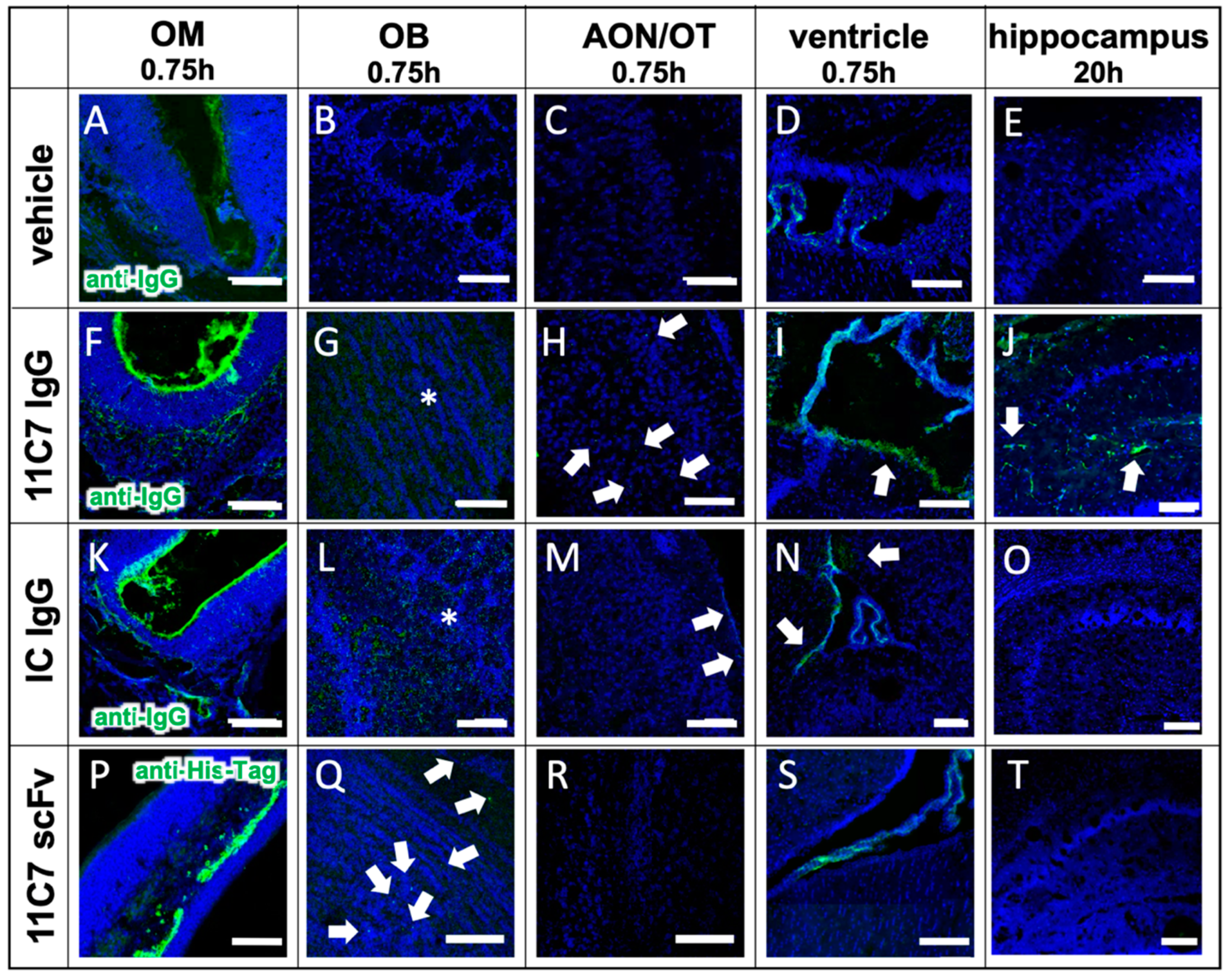 Pharmaceutics 13 01904 g007