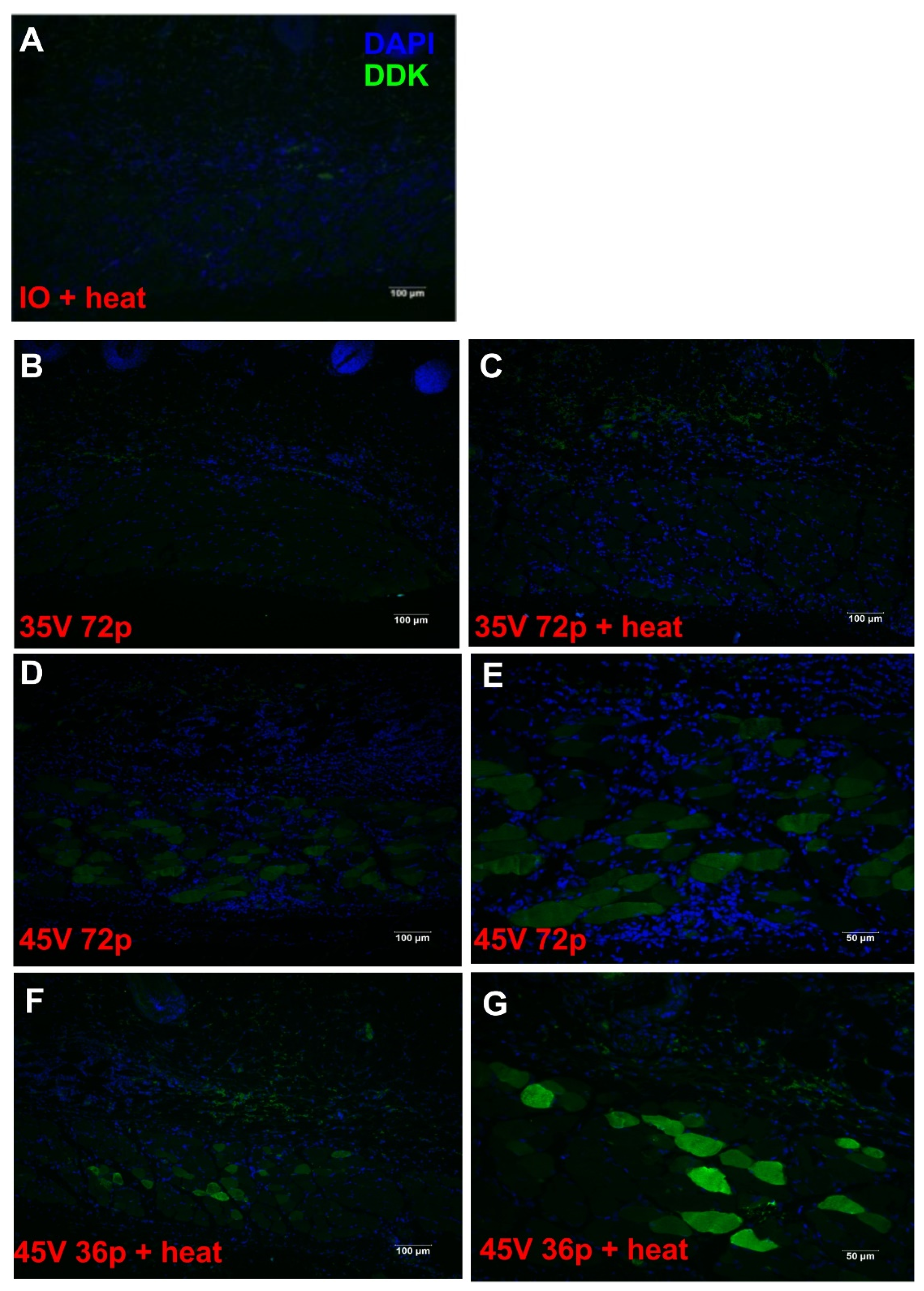 Pharmaceutics 13 01908 g005 Pharmaceutics 13 01908 g005