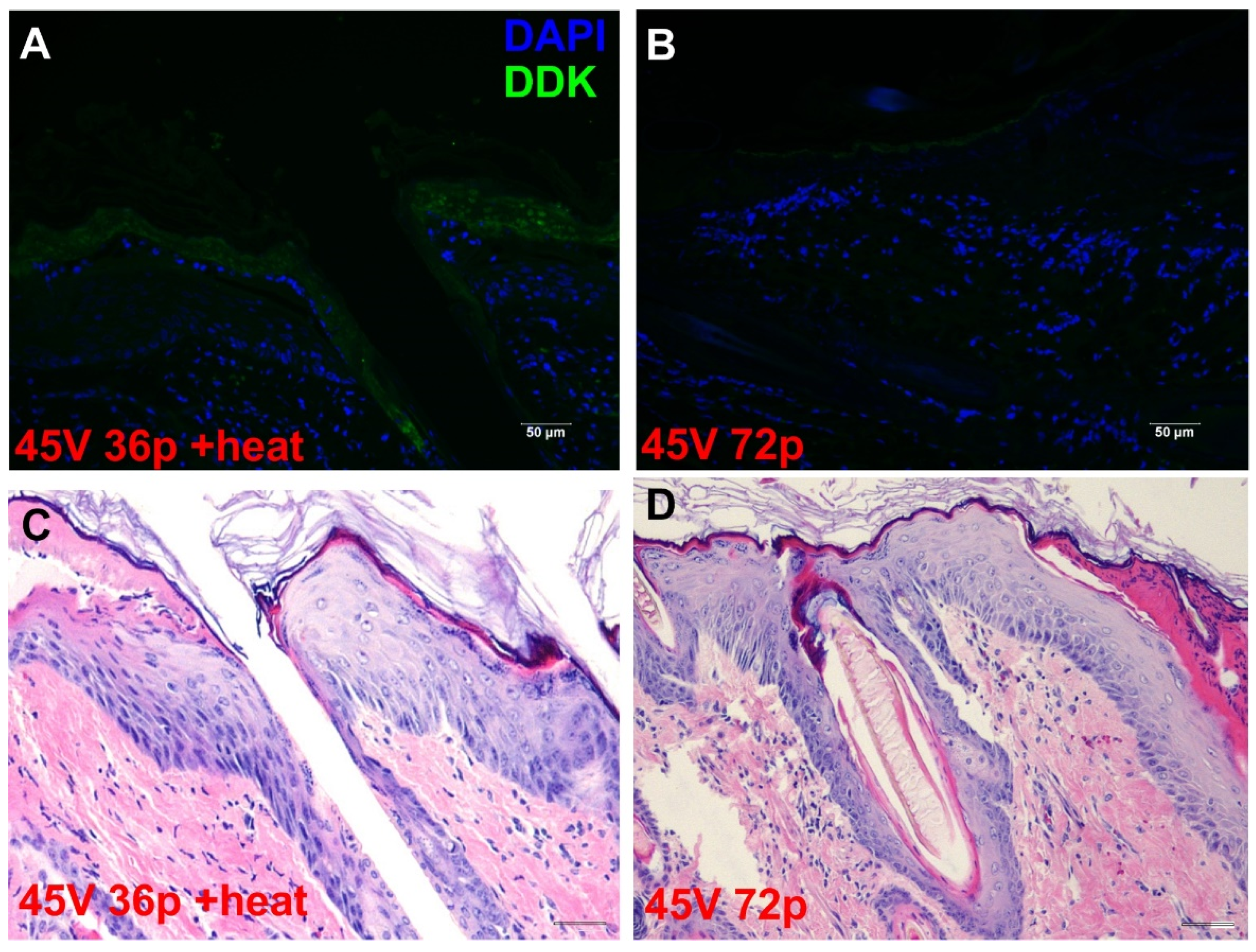 Pharmaceutics 13 01908 g006 Pharmaceutics 13 01908 g006