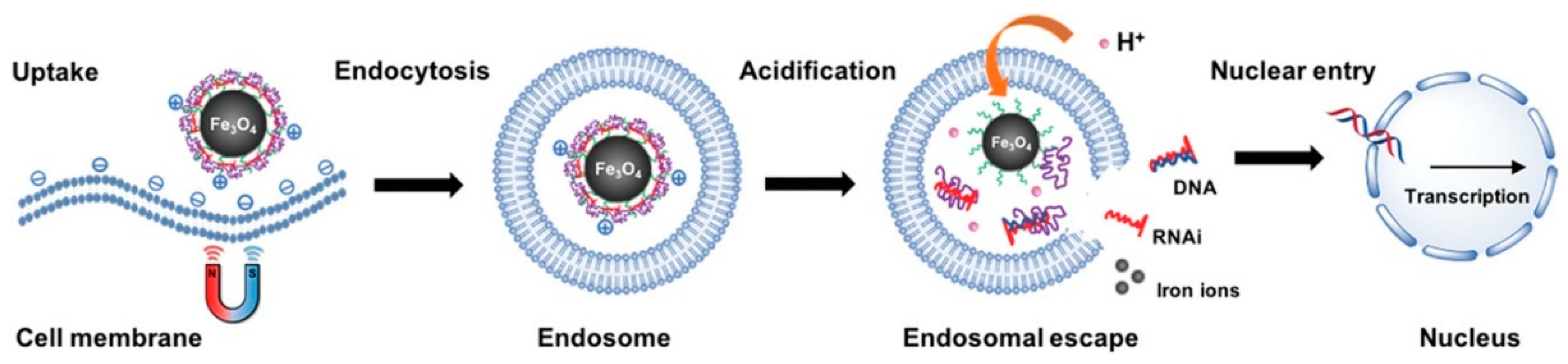 Pharmaceutics 13 01927 g001 Pharmaceutics 13 01927 g001