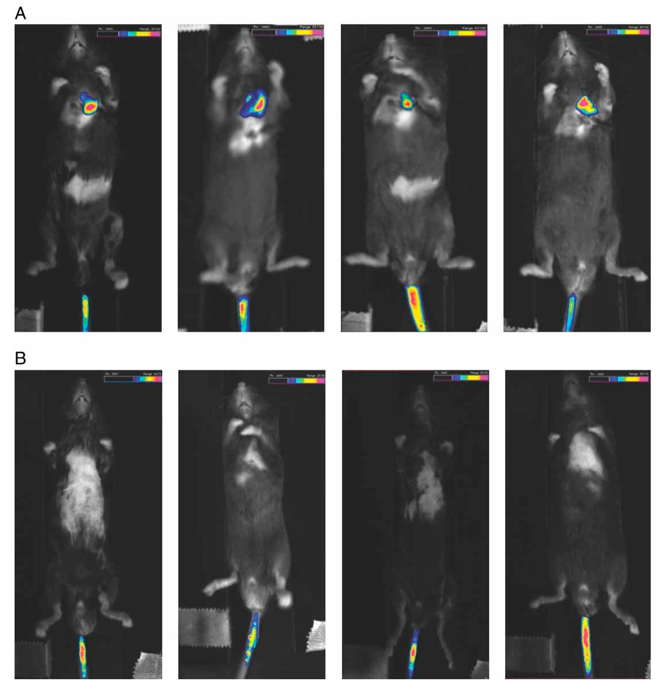 Pharmaceutics 13 01927 g003 Pharmaceutics 13 01927 g003