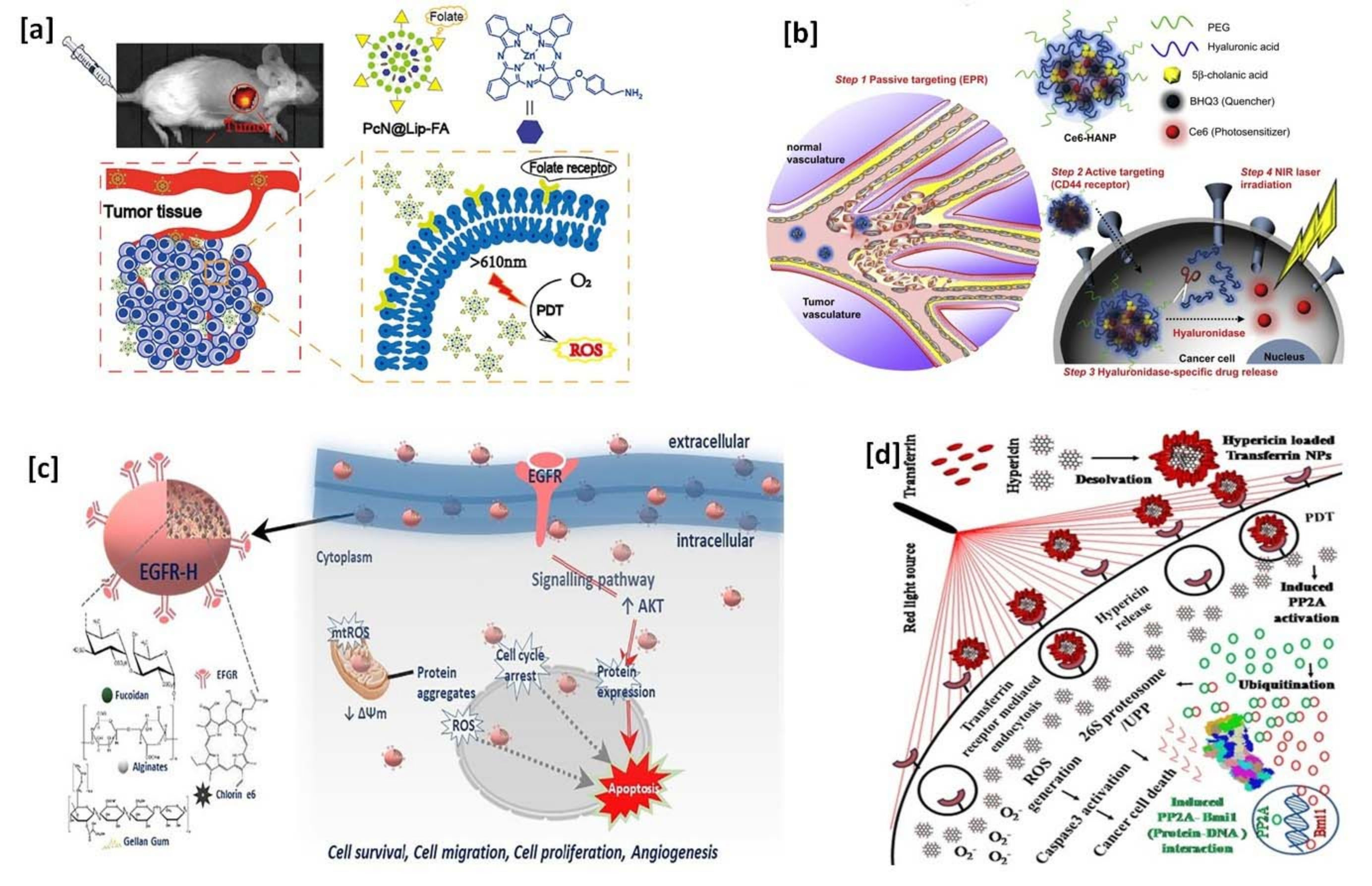Biocompatible Nanocarriers for Enhanced Cancer Photodynamic
