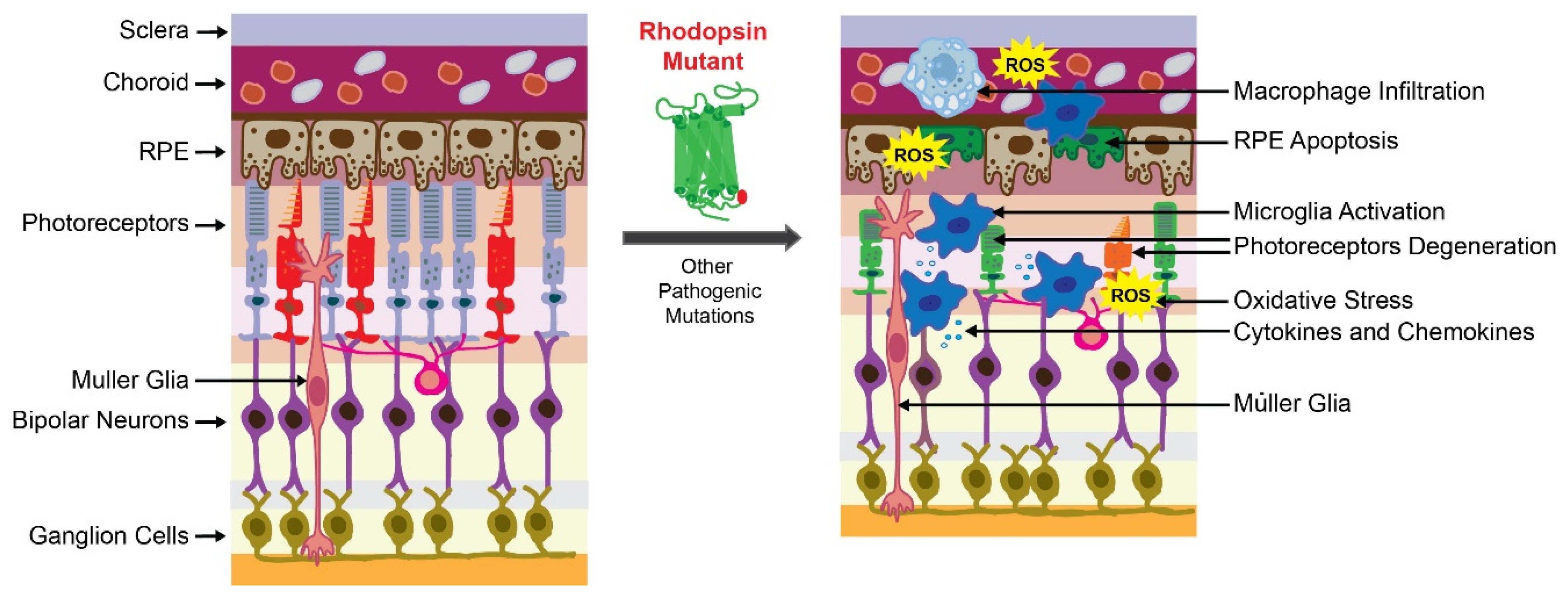 Pharmaceutics 13 01935 g001 Pharmaceutics 13 01935 g001