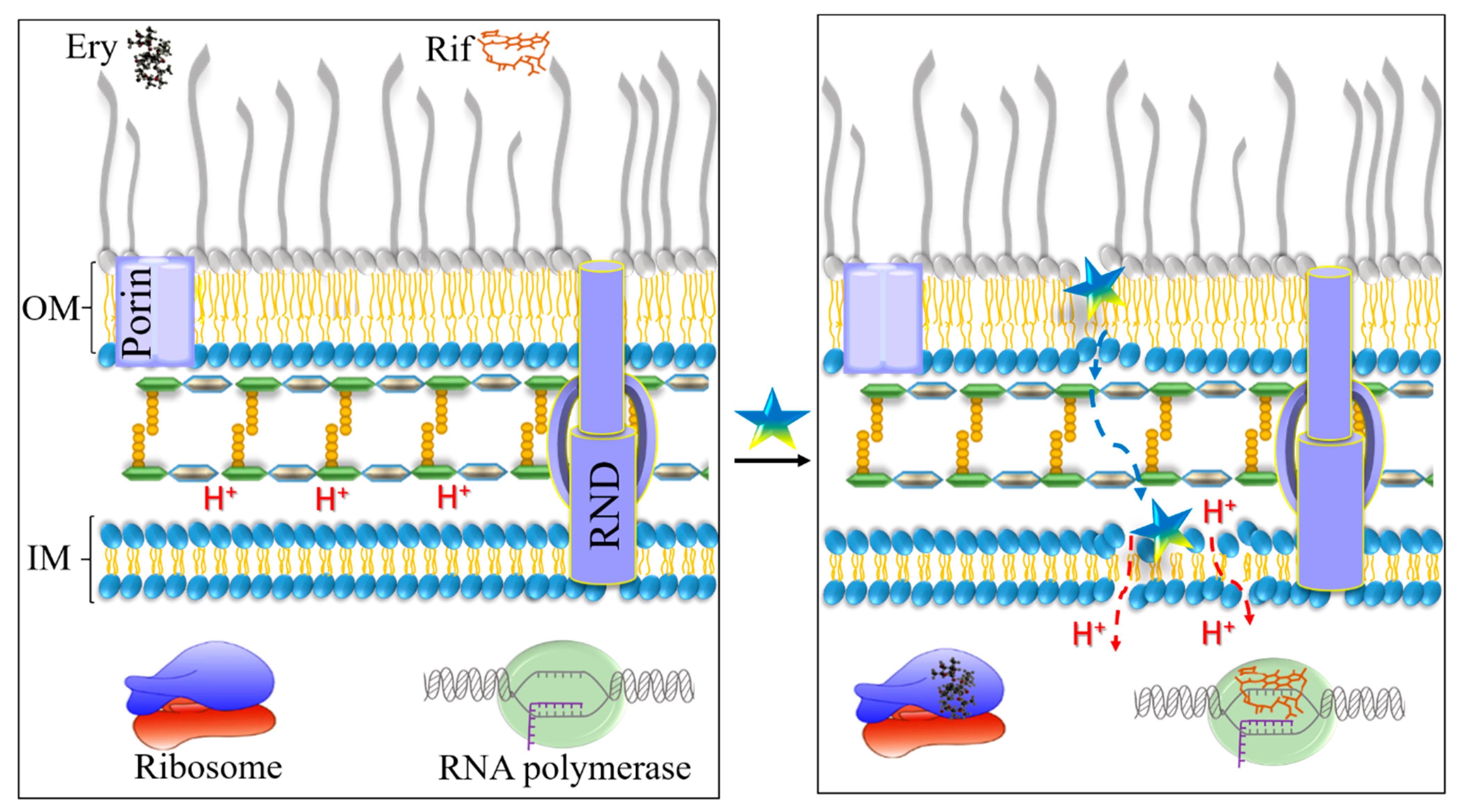 Pharmaceutics 13 01947 g008 550