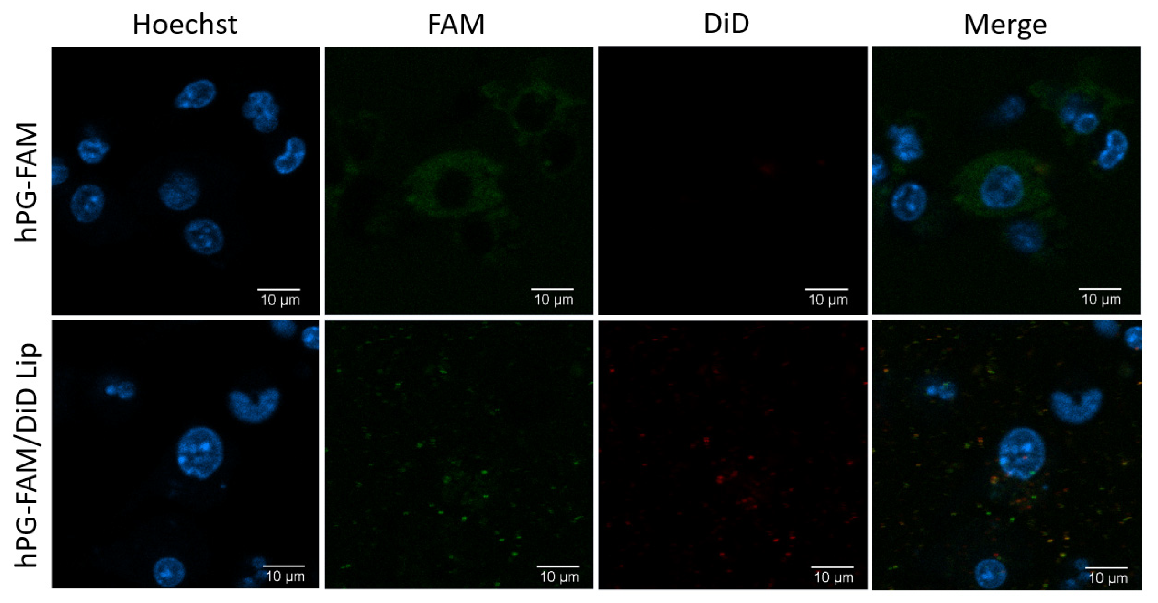 Pharmaceutics 13 01949 g004