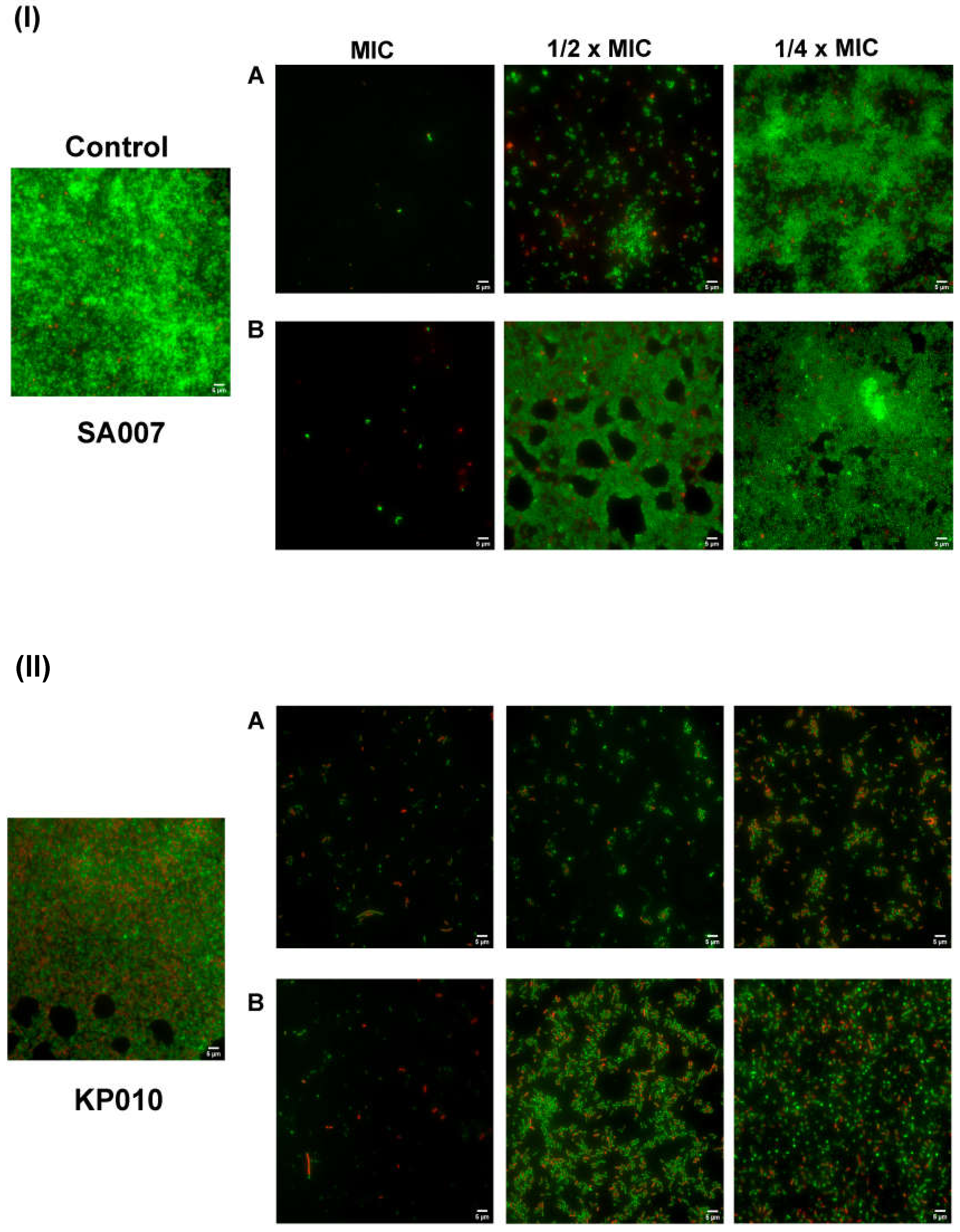 Pharmaceutics 13 01962 g002 550